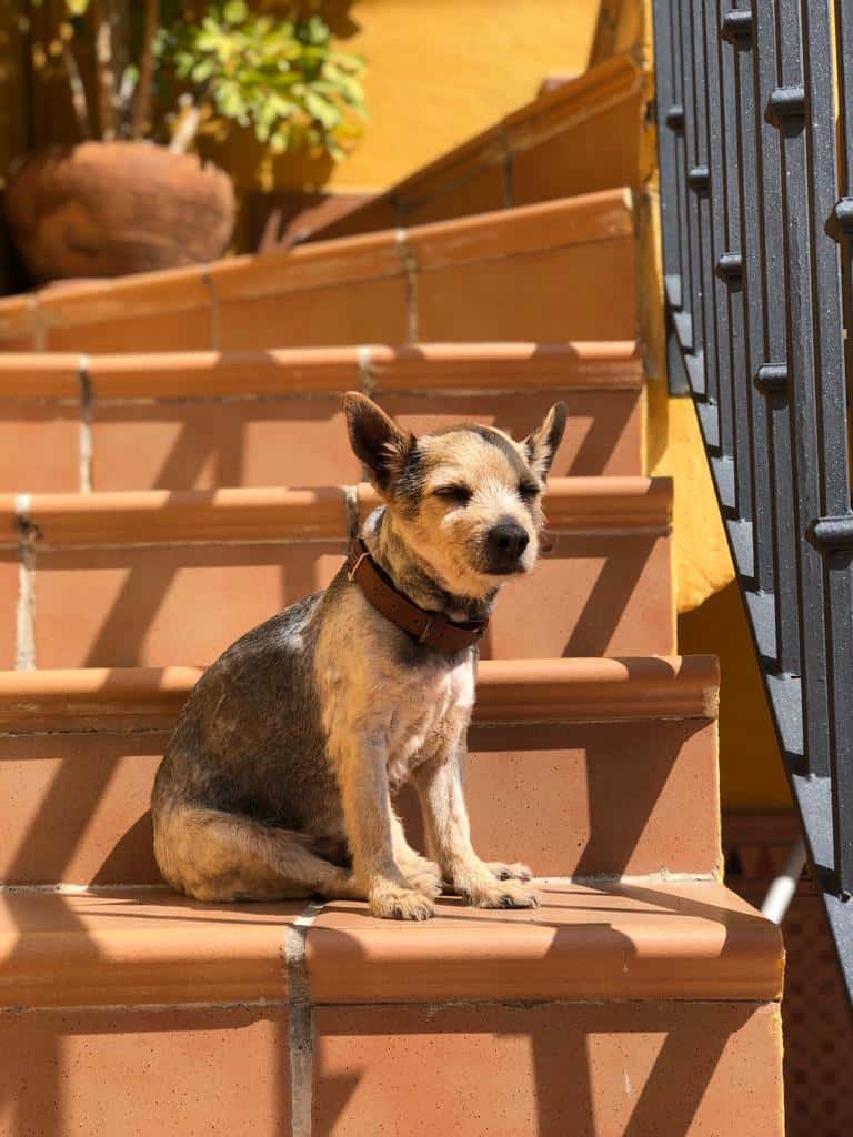 María José Veterinaria - Servicio a domicilio