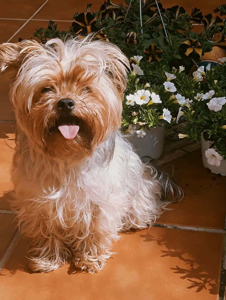 Clínica Veterinaria Miguel Cabello