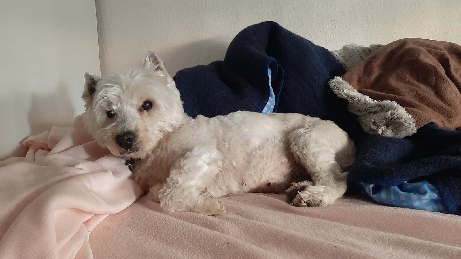 Clínica Veterinaria La Flamenca