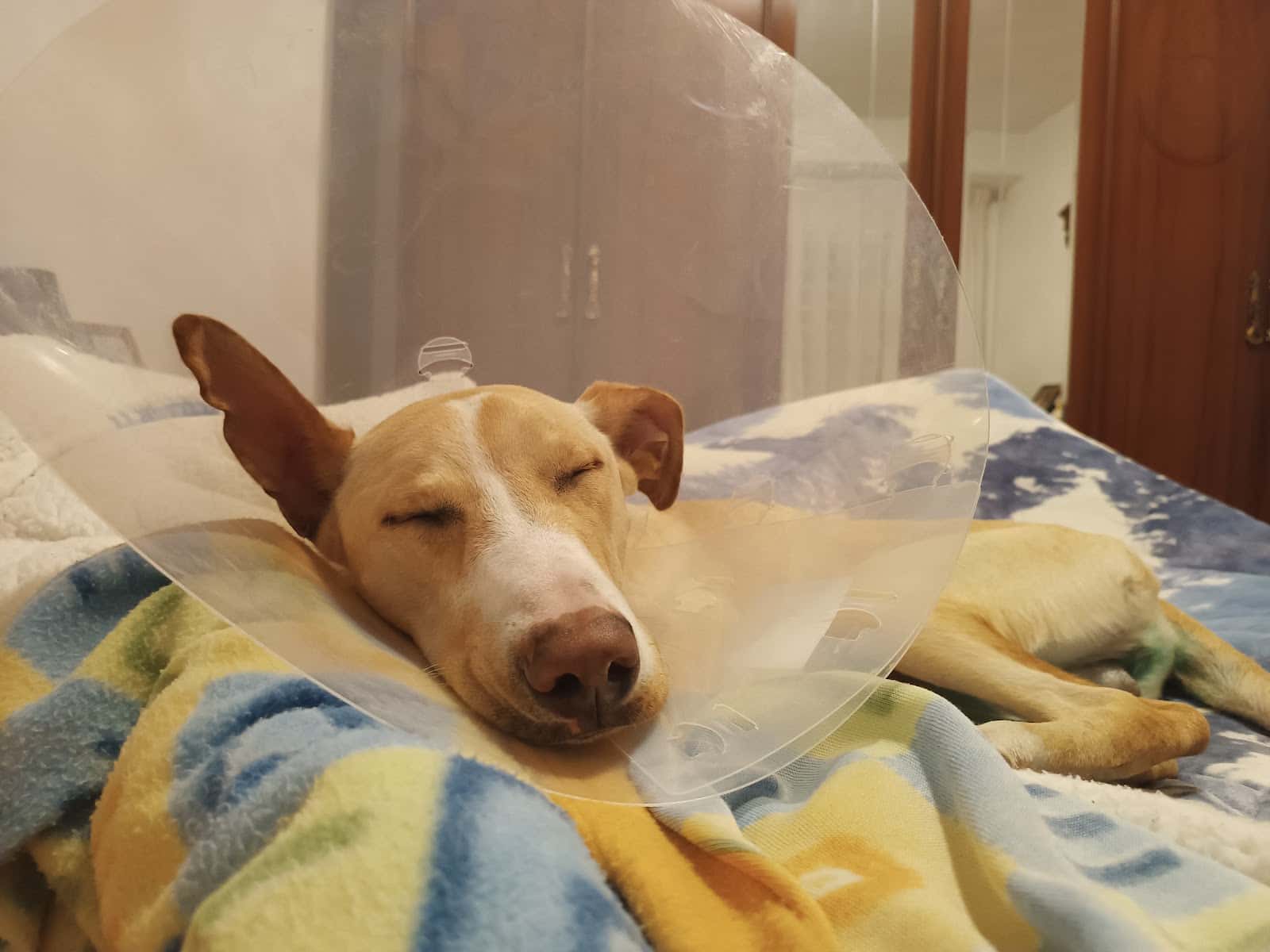 Clínica Veterinaria La Flamenca