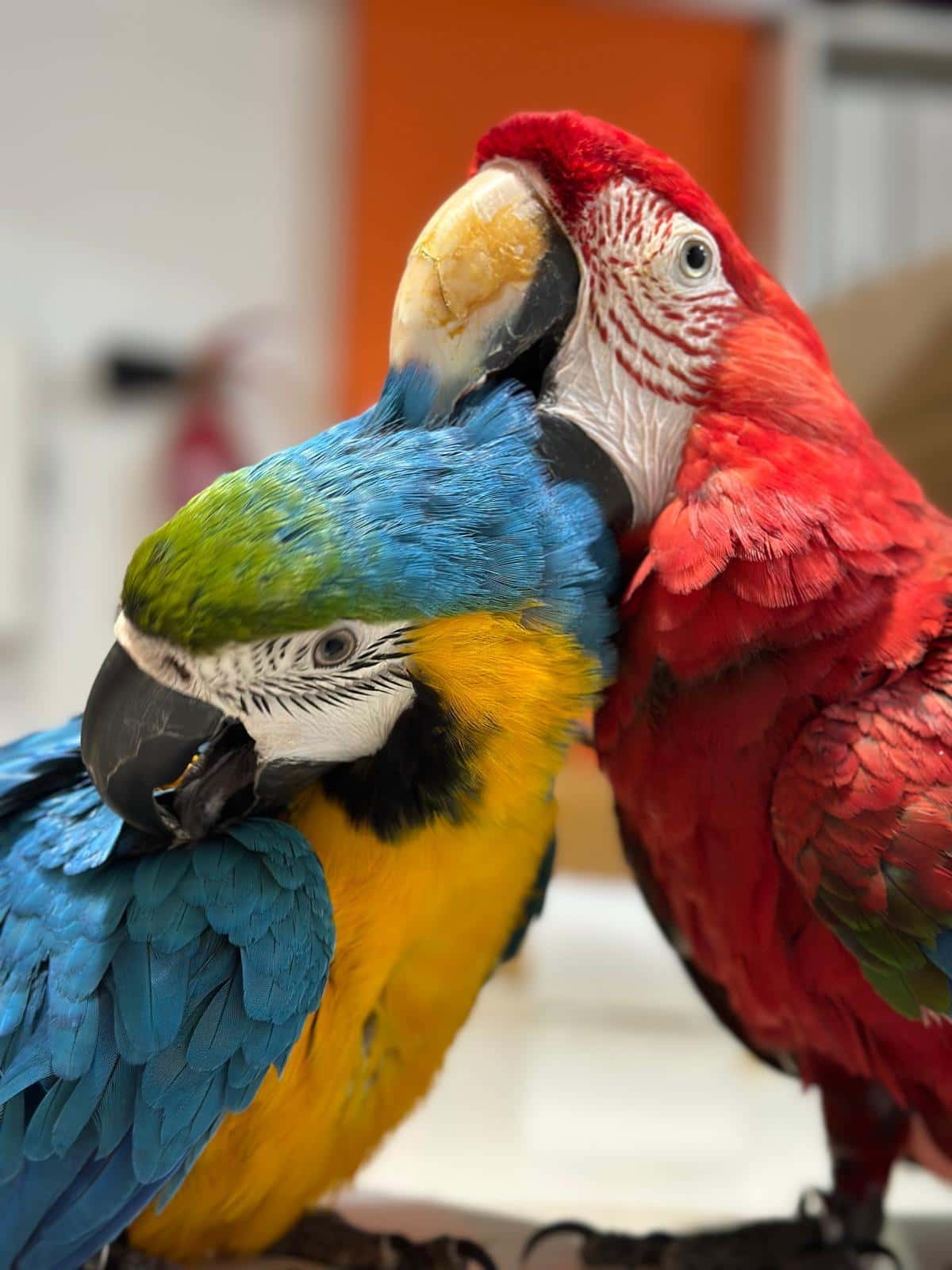 Consulta de animales exóticos en CEV Generalife