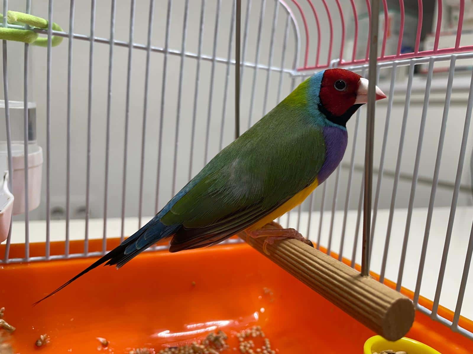Consulta de animales exóticos en CEV Generalife