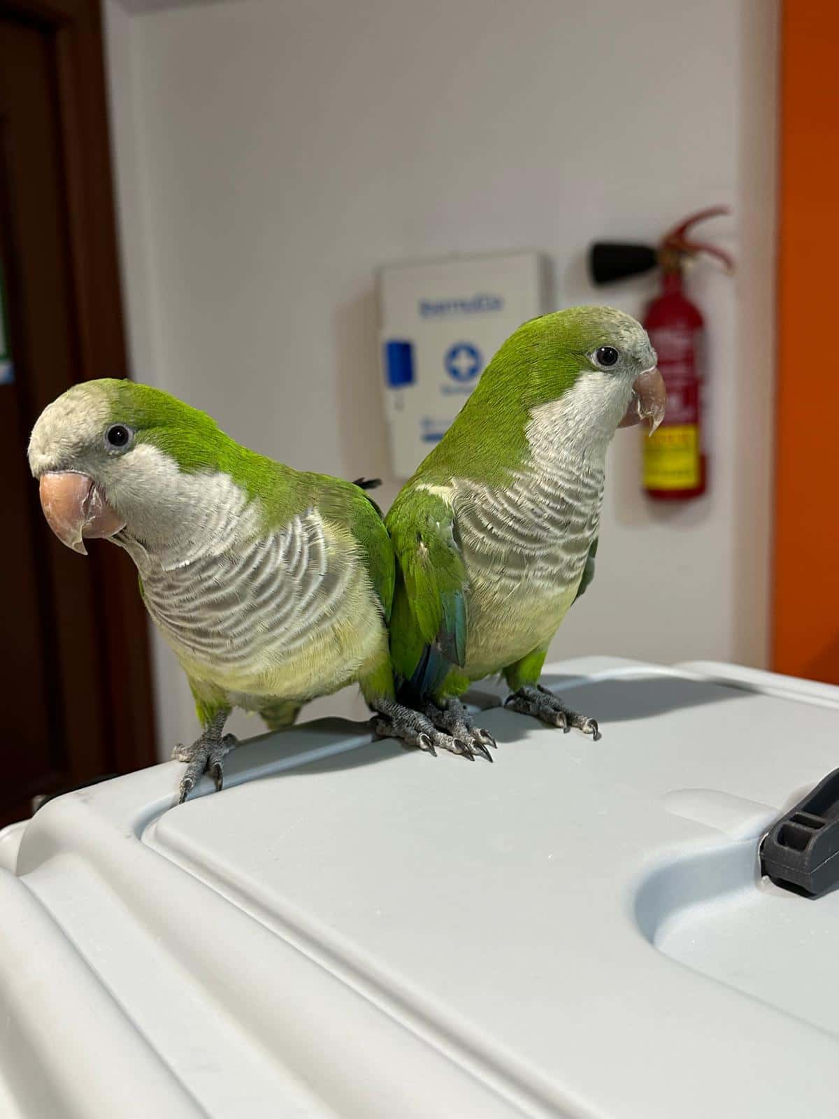 Consulta de animales exóticos en CEV Generalife
