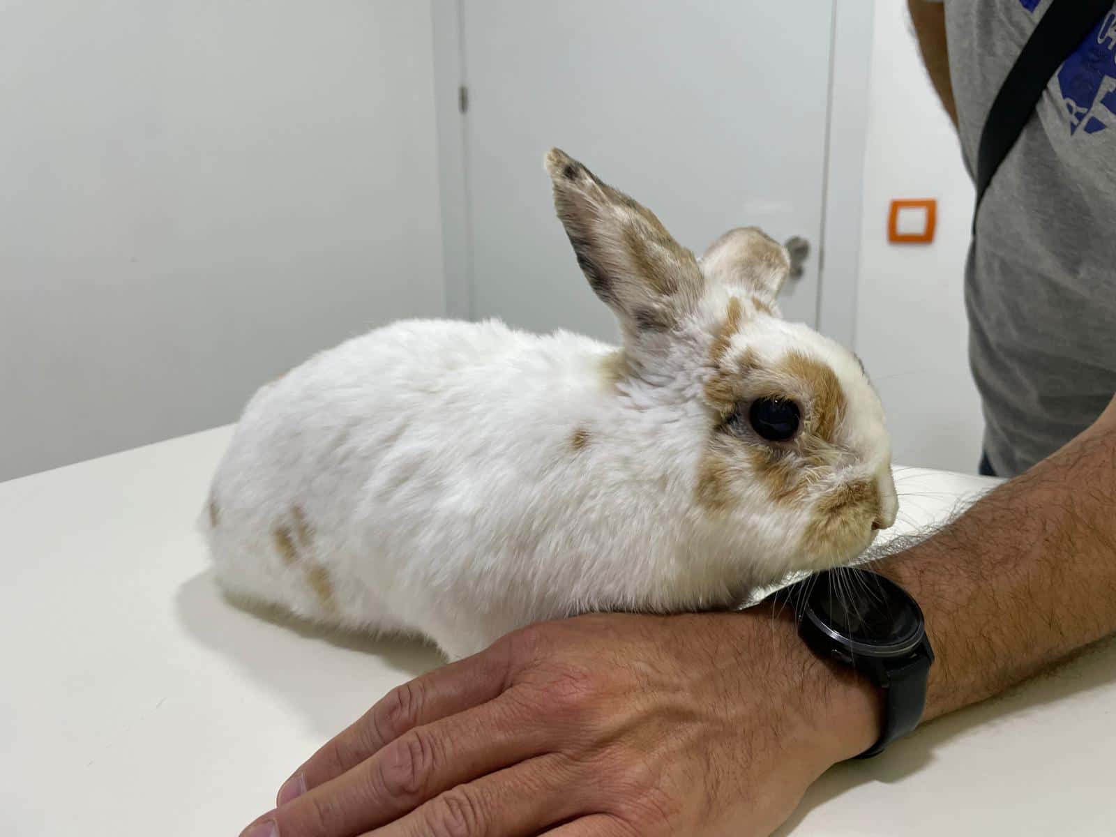 Consulta de animales exóticos en CEV Generalife