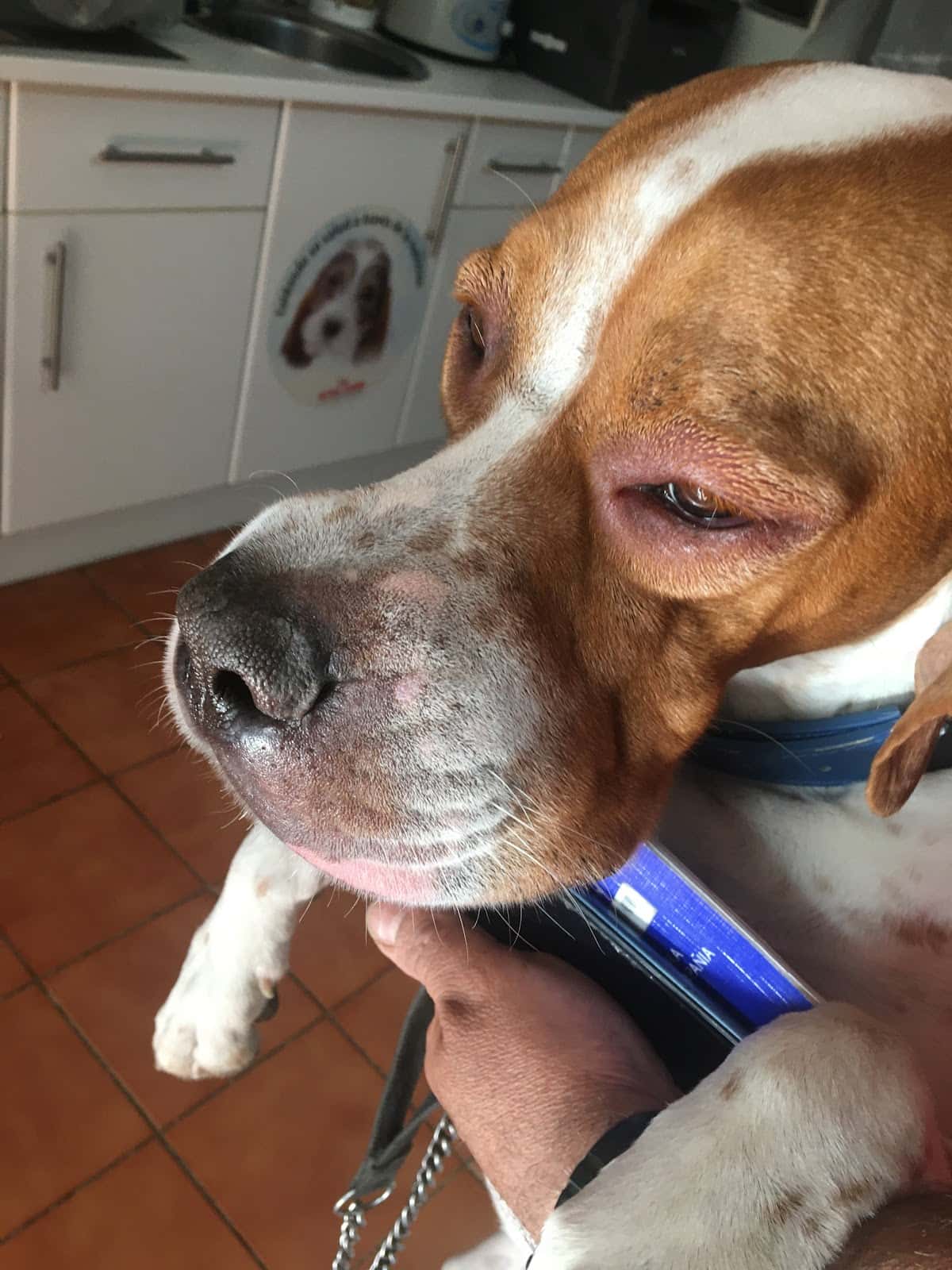 CLINICA VETERINARIA LA RONDA