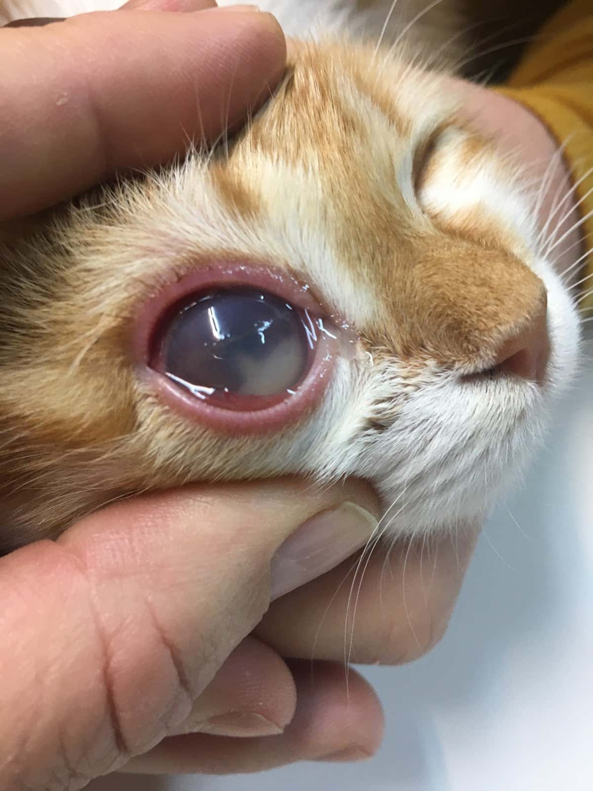 CLINICA VETERINARIA LA RONDA