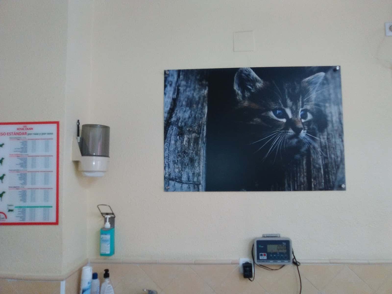 clinica veterinaria kelibia veterinario clinica en almunecar en granada principalImage ADOPTA Sitios Pet Friendly