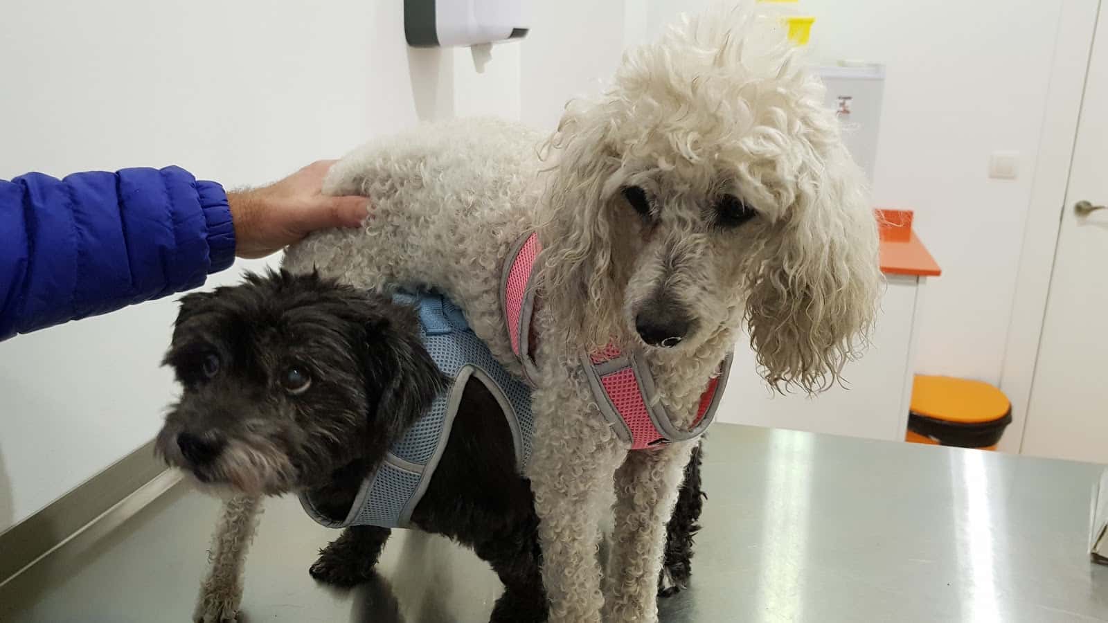 Clínica Veterinaria DurCan