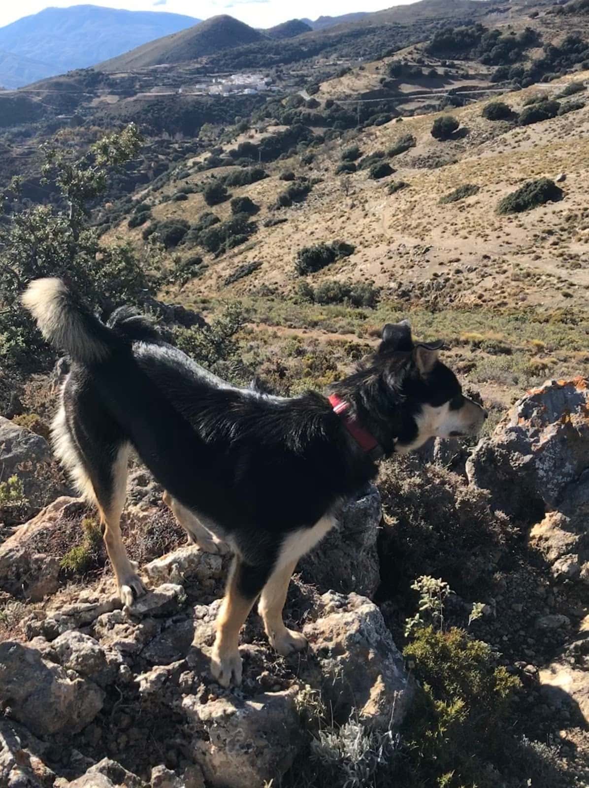 Clínica Veterinaria DurCan