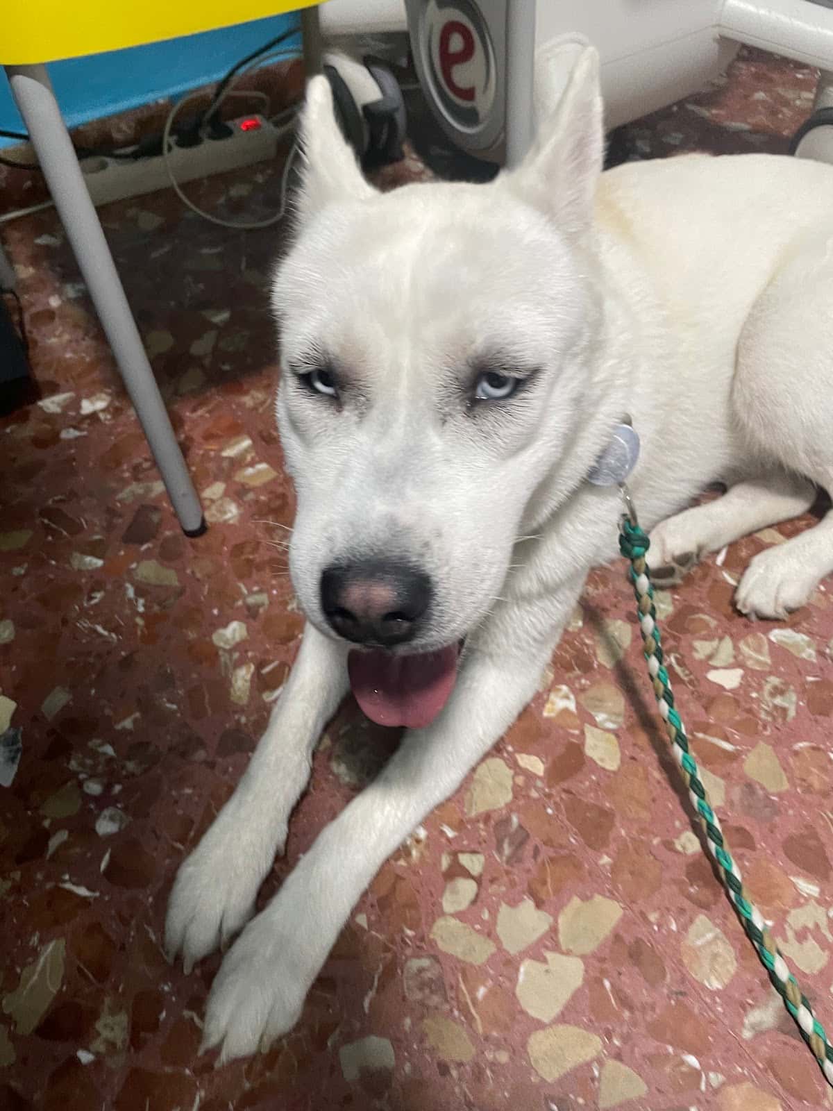 Clínica Veterinaria Motril