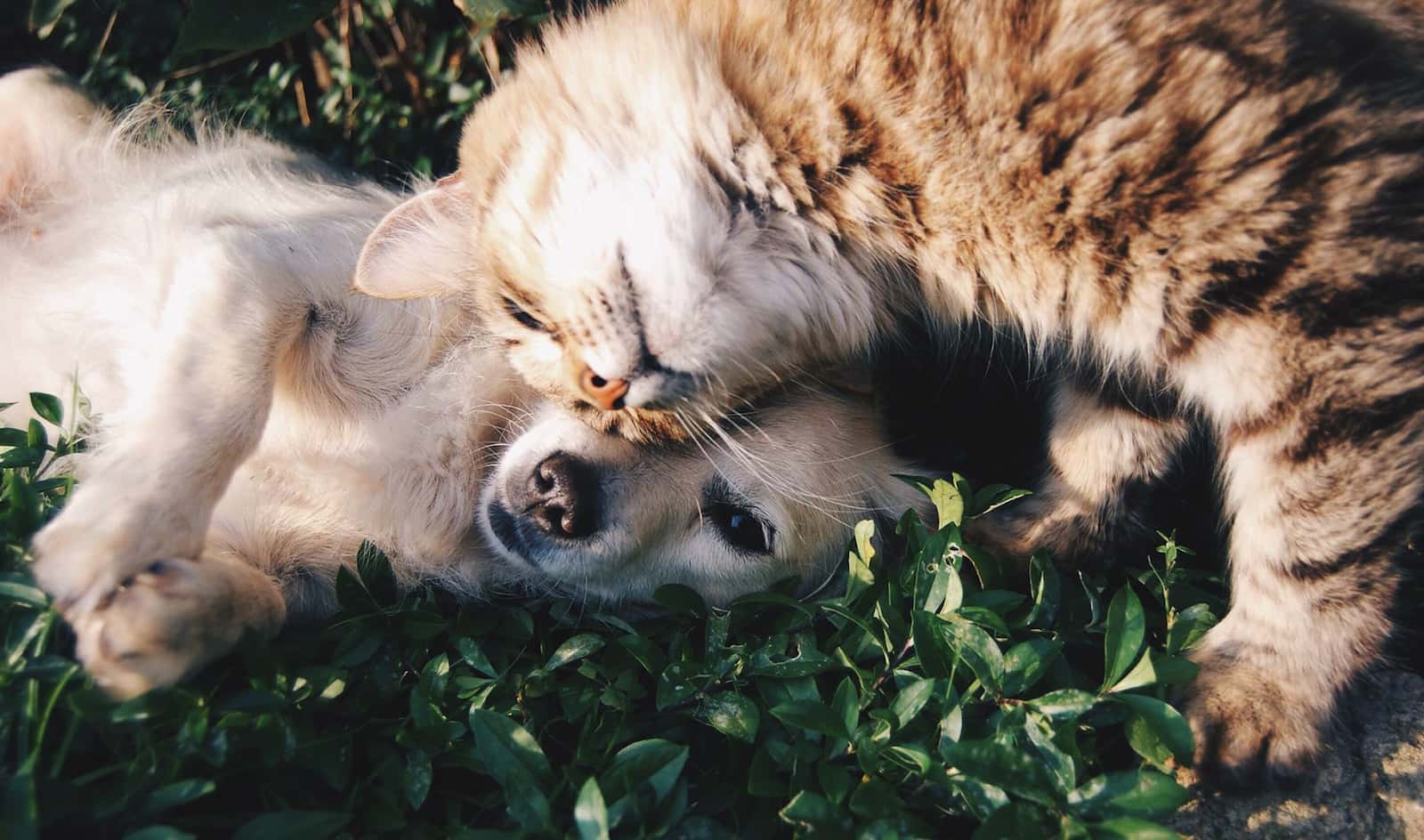 Clínica Veterinaria Caribe