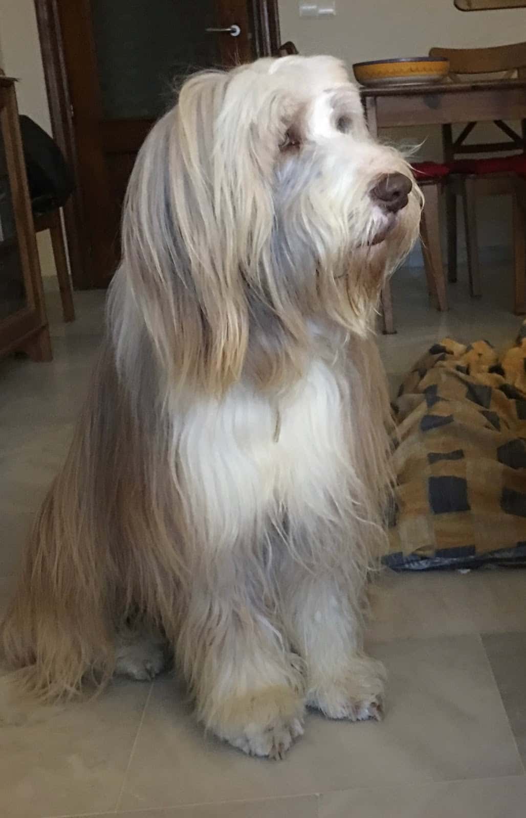 Clínica Veterinaria Caribe