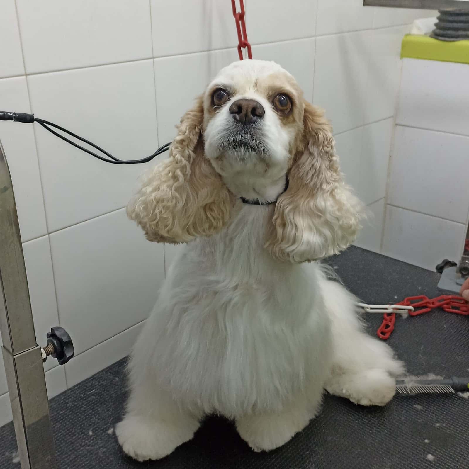 CLINÍCA VETERINARIA OTURA
