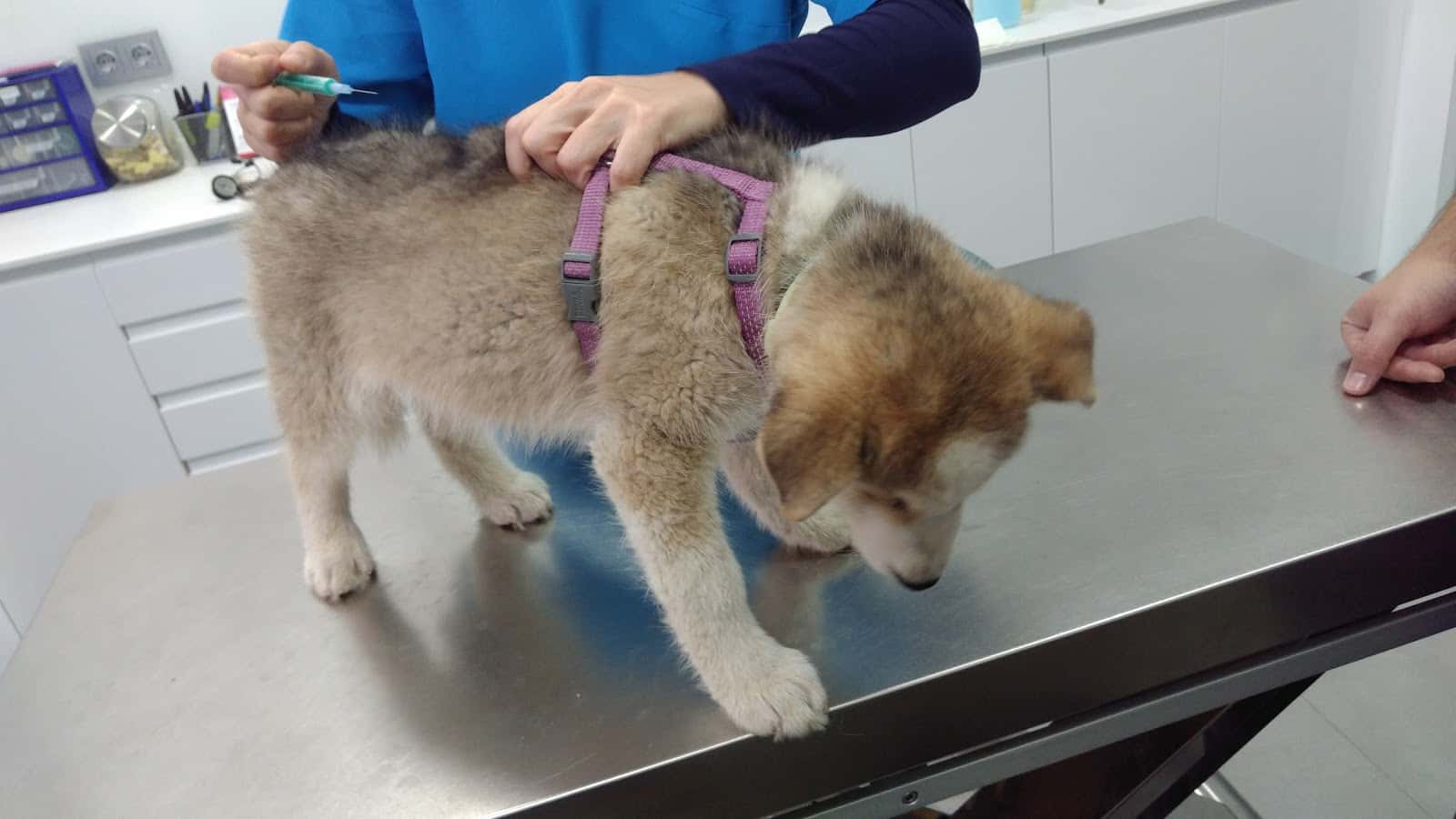 Clínica Veterinaria La Zubia