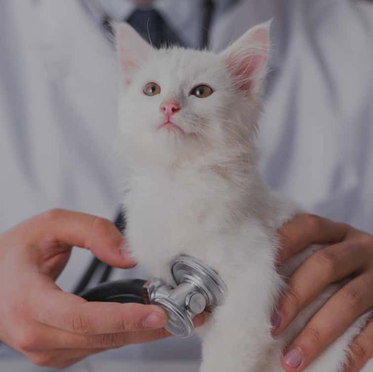 consultorio veterinario santa lucia veterinario centro en churriana de la vega en granada principalImage ADOPTA Sitios Pet Friendly