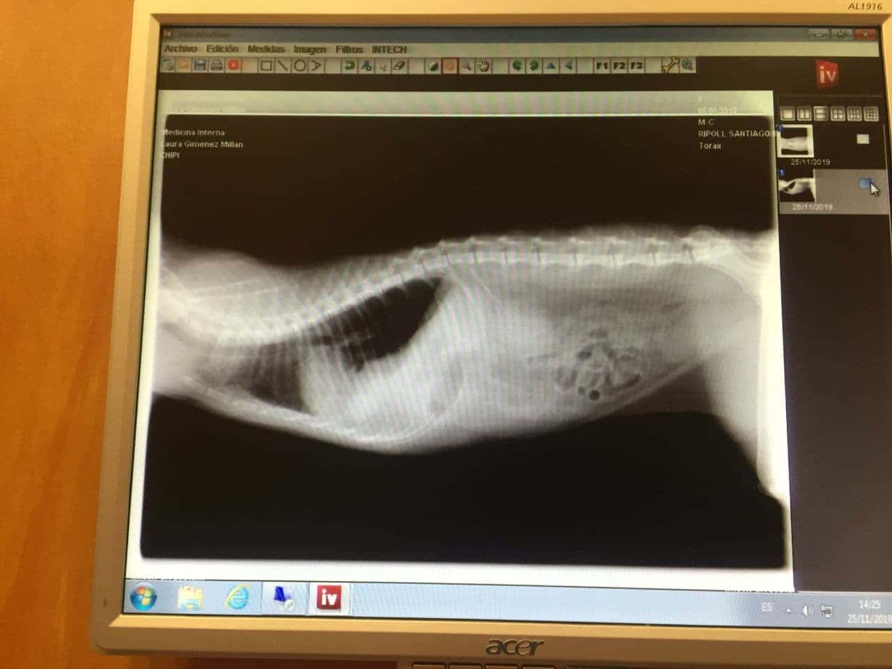 Telemedicina veterinaria Otura