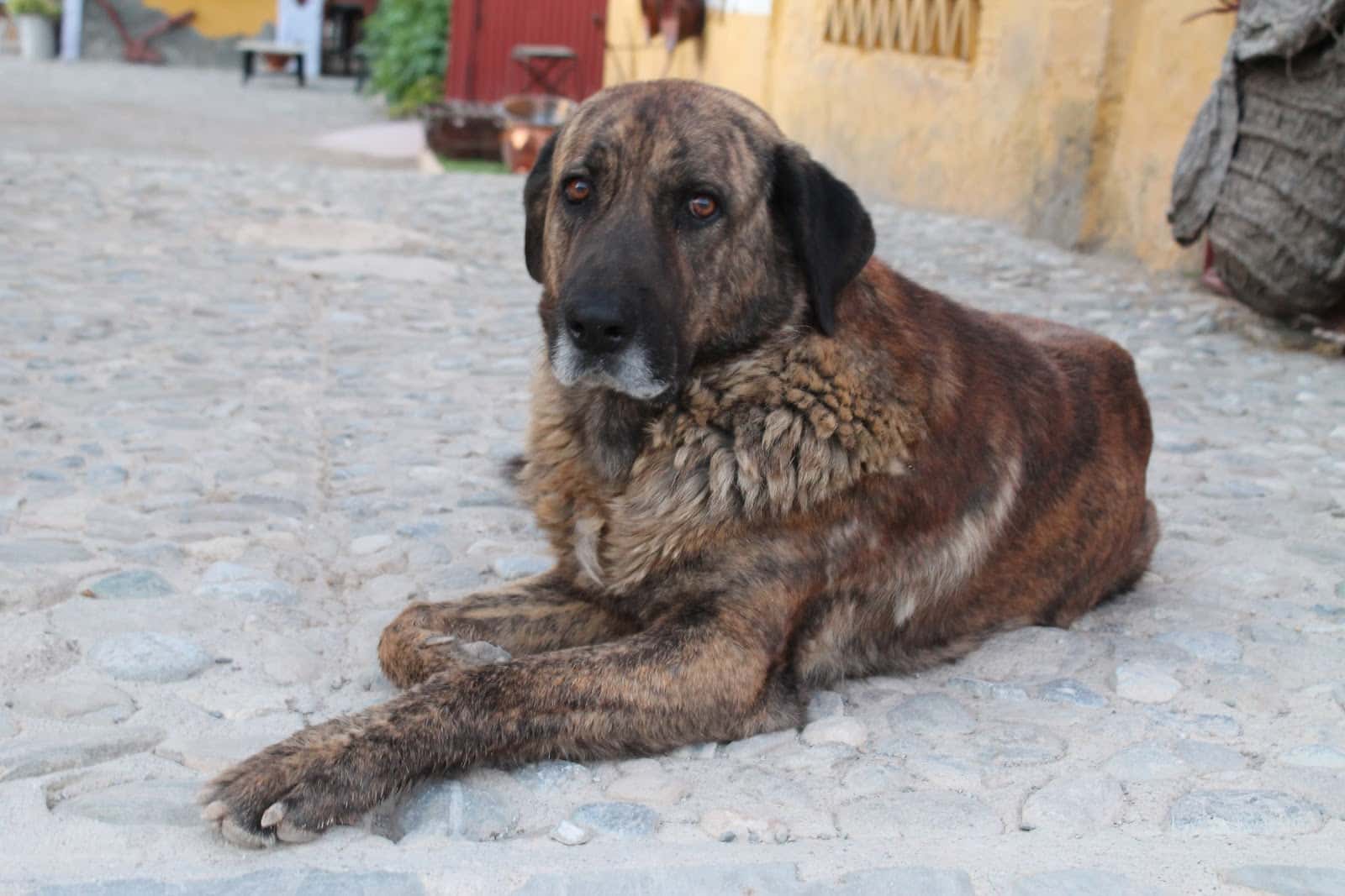 Telemedicina veterinaria Otura