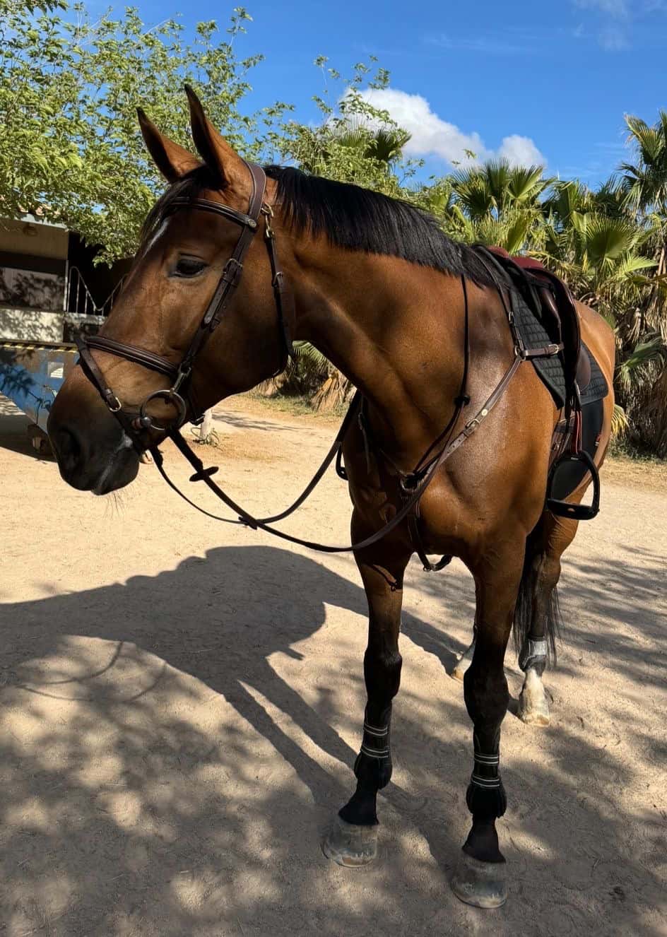Nòmada Vet - Veterinaria a Domicilio
