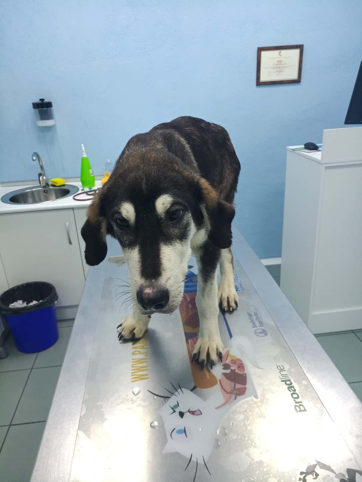 Centro Veterinario Norte Baza