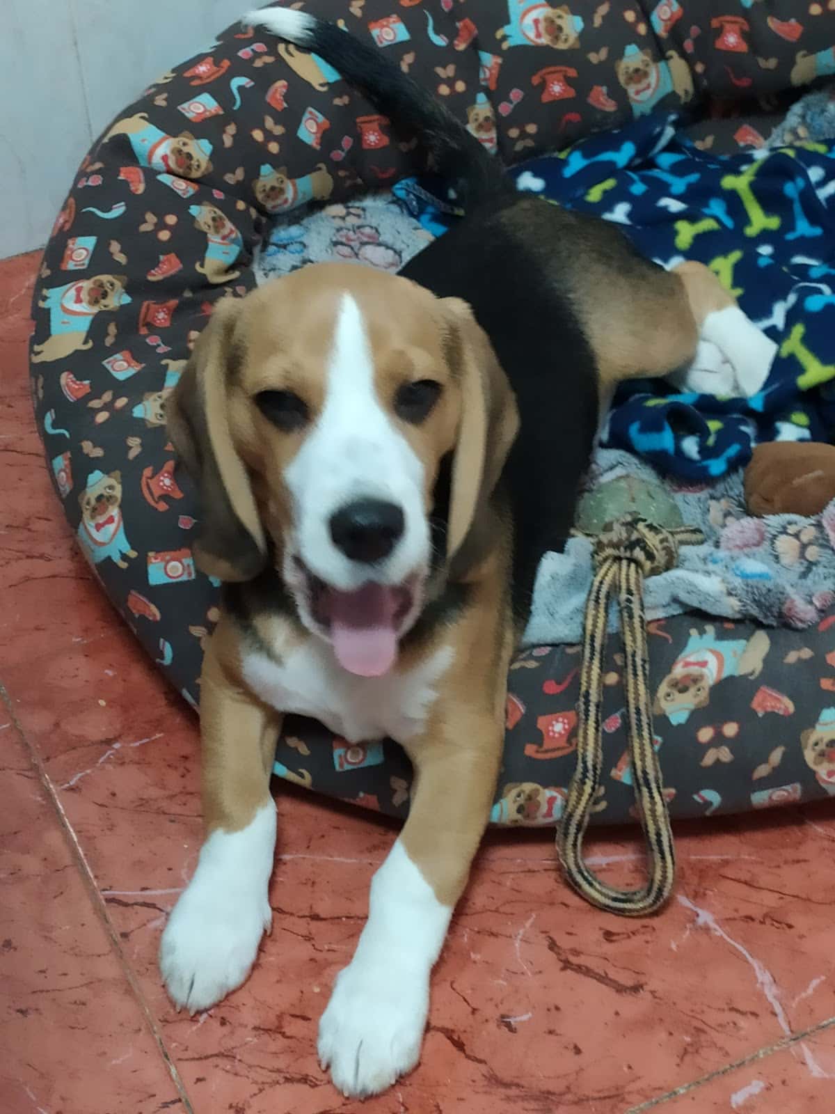 Centro Veterinario Norte Baza