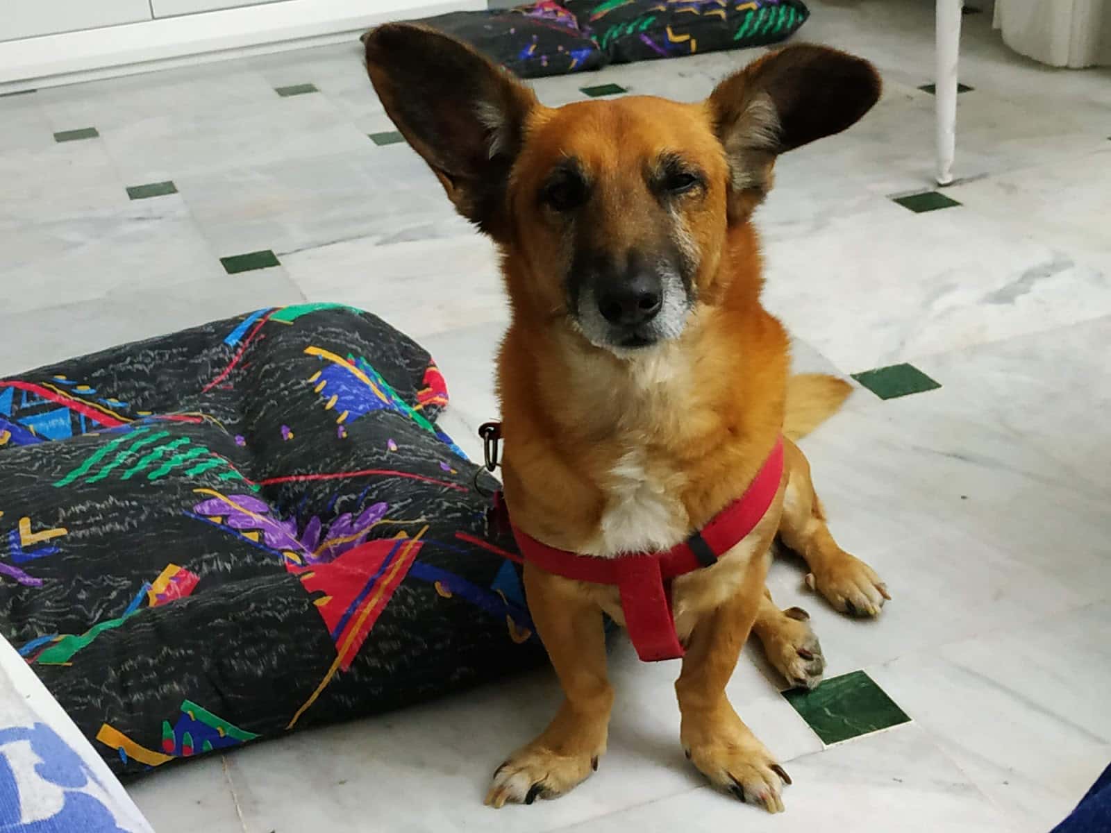 Centro Veterinario Norte Baza