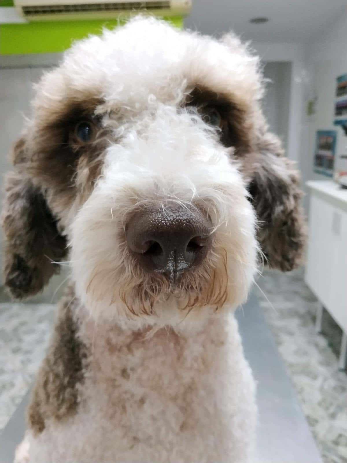 Centro Veterinario Albéitar