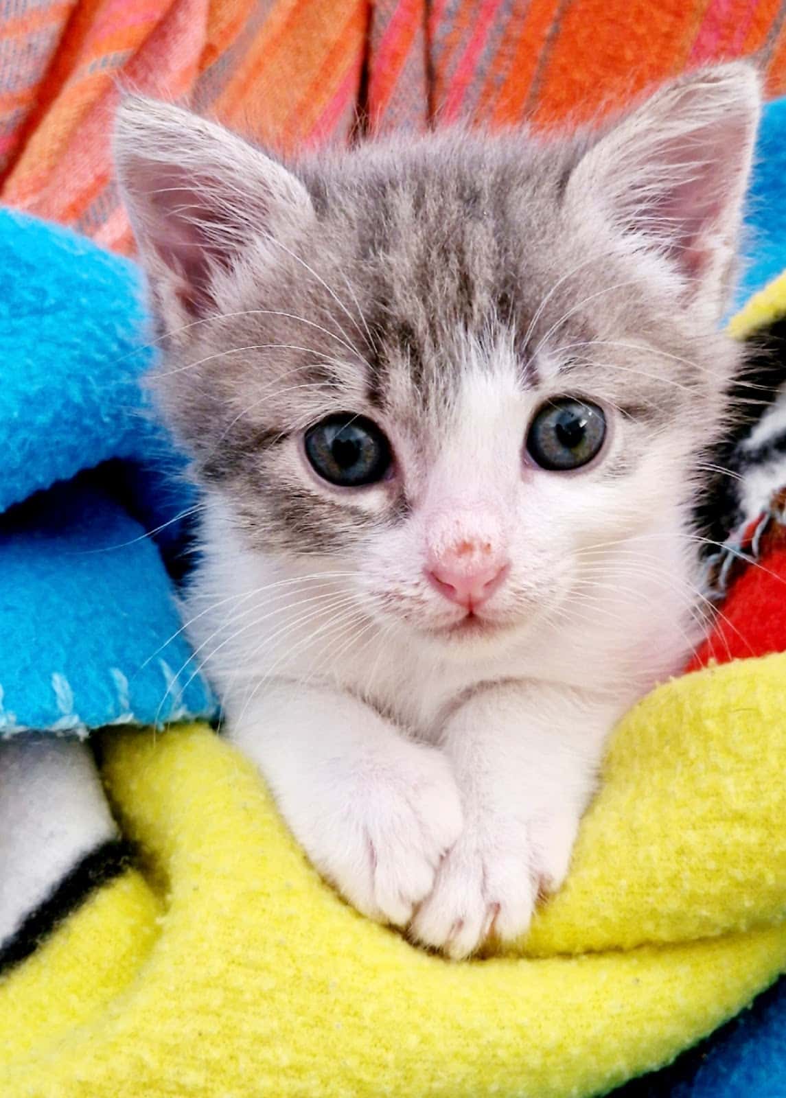CLÍNICA VETERINARIA SAN ANTONIO