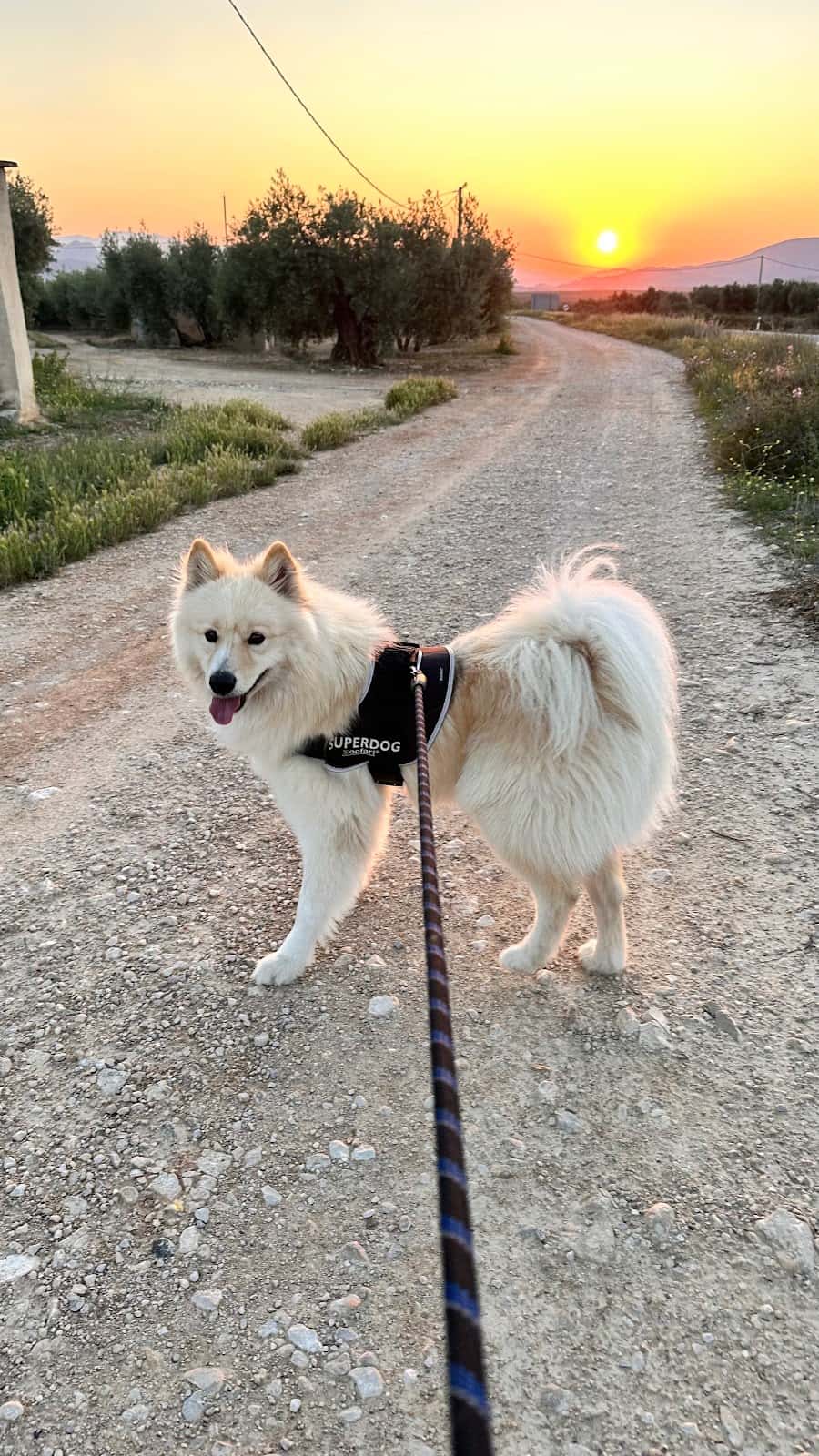 CLÍNICA VETERINARIA SAN ANTONIO