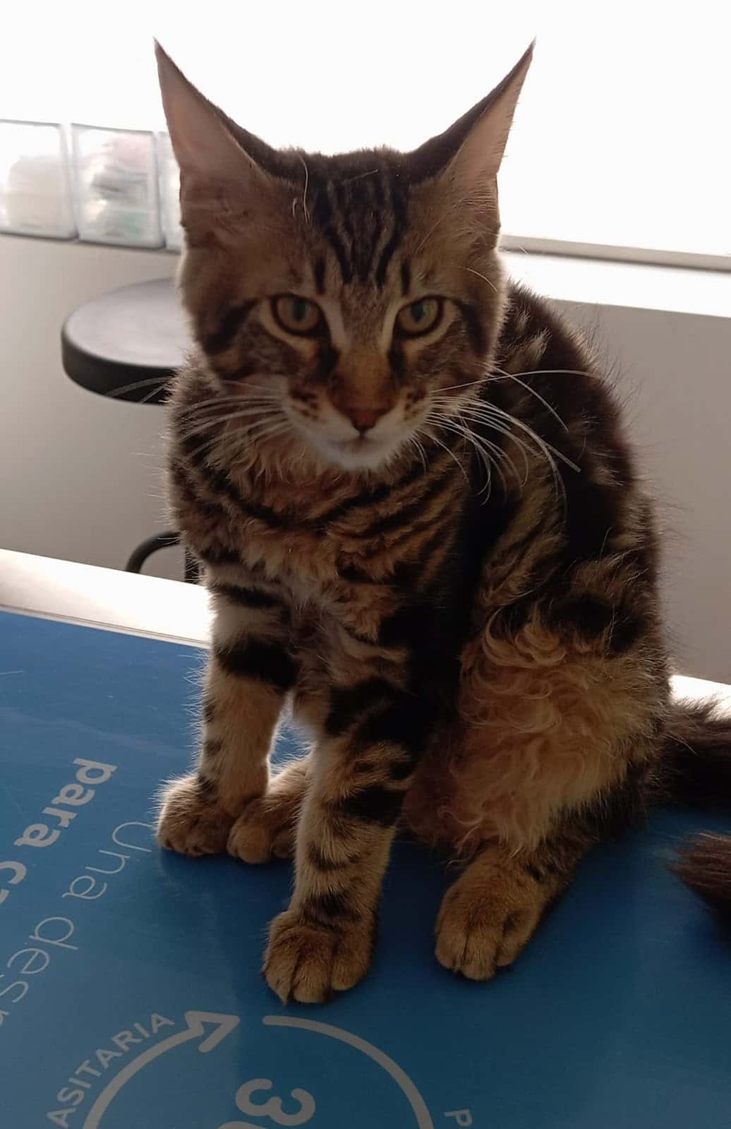 huella cat consultorio veterinario santa fe veterinario centro barrio granada en granada en granada principalImage ADOPTA Sitios Pet Friendly