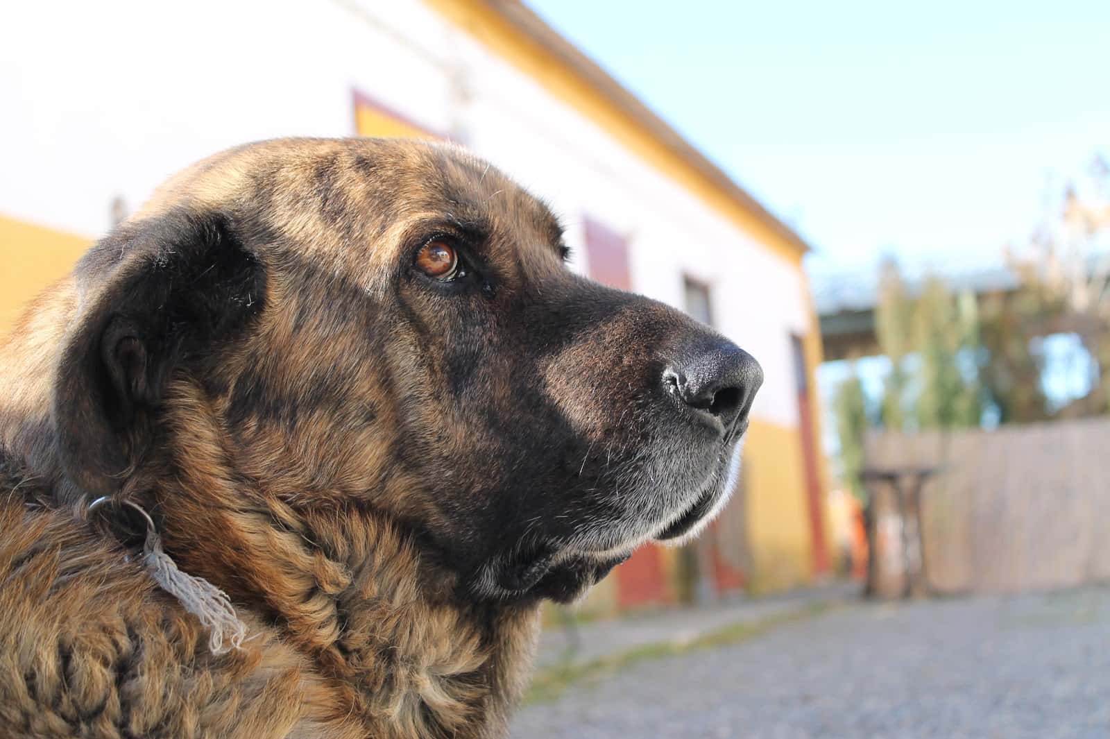 el veterinario en casa.domicilios bola de oro