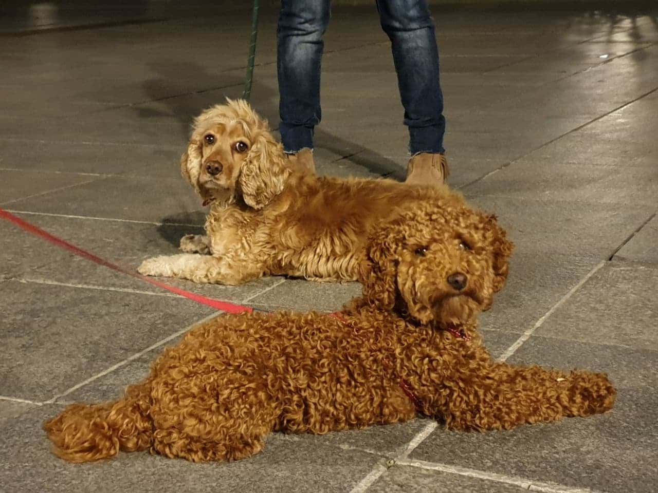 el veterinario en casa.domicilios bola de oro