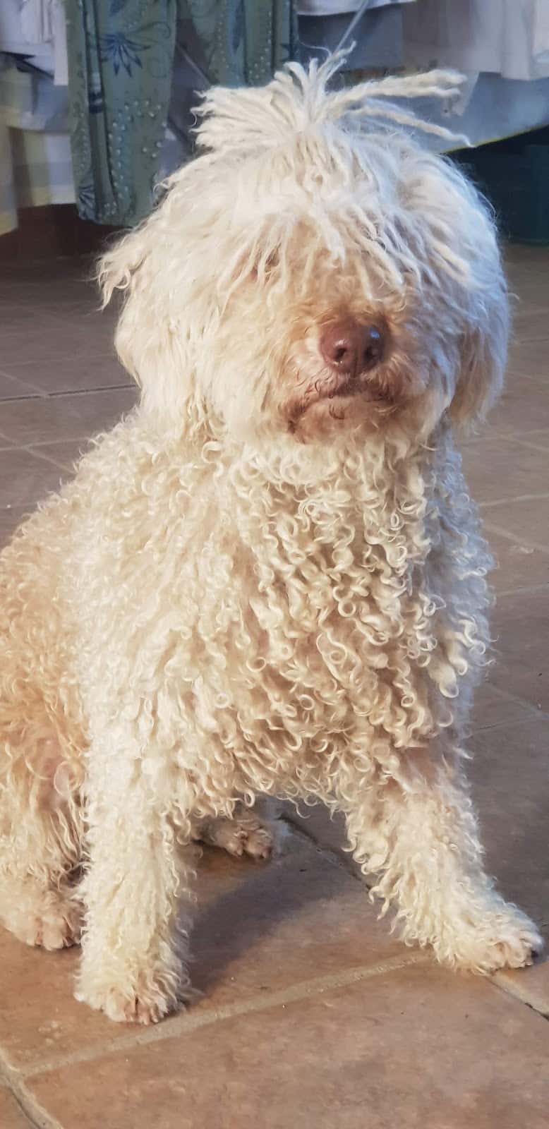 Clínica Veterinaria Santa Fe