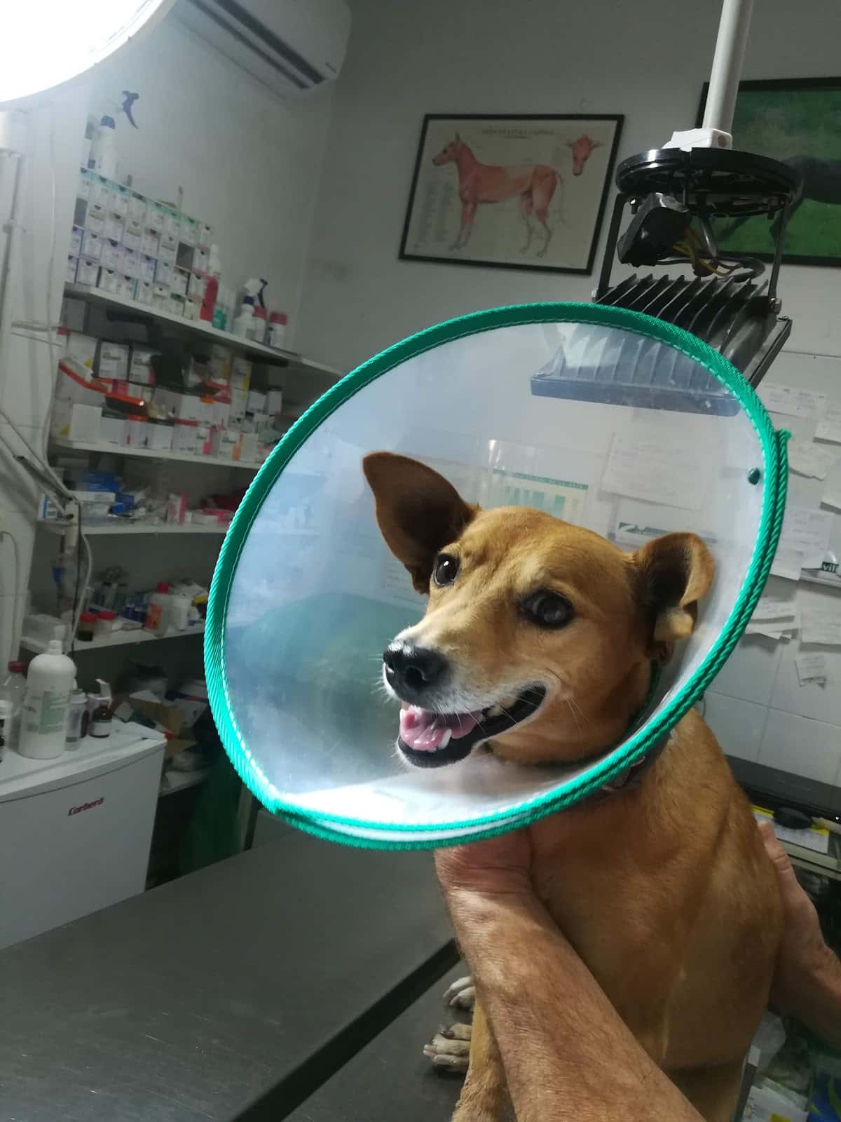 clinica veterinaria santa fe veterinario clinica en santa fe en granada principalImage ADOPTA Sitios Pet Friendly