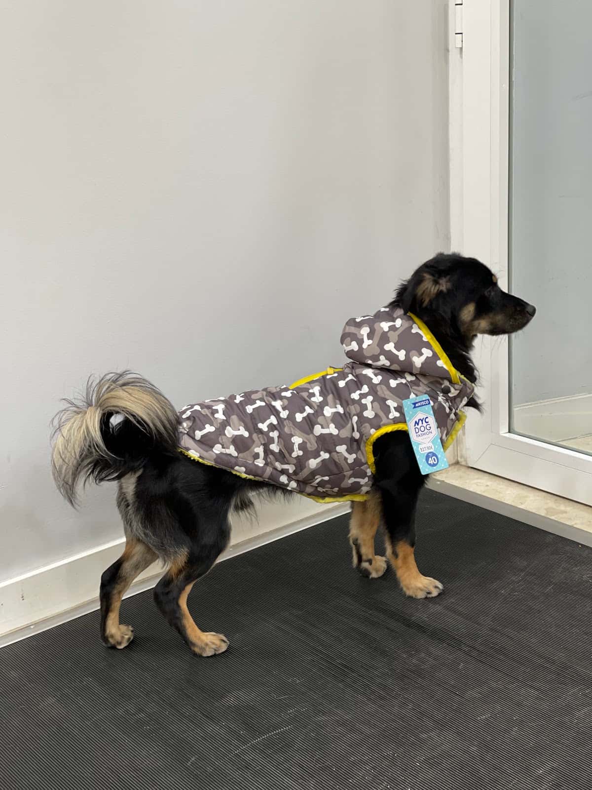 Bobbykhan mascotas