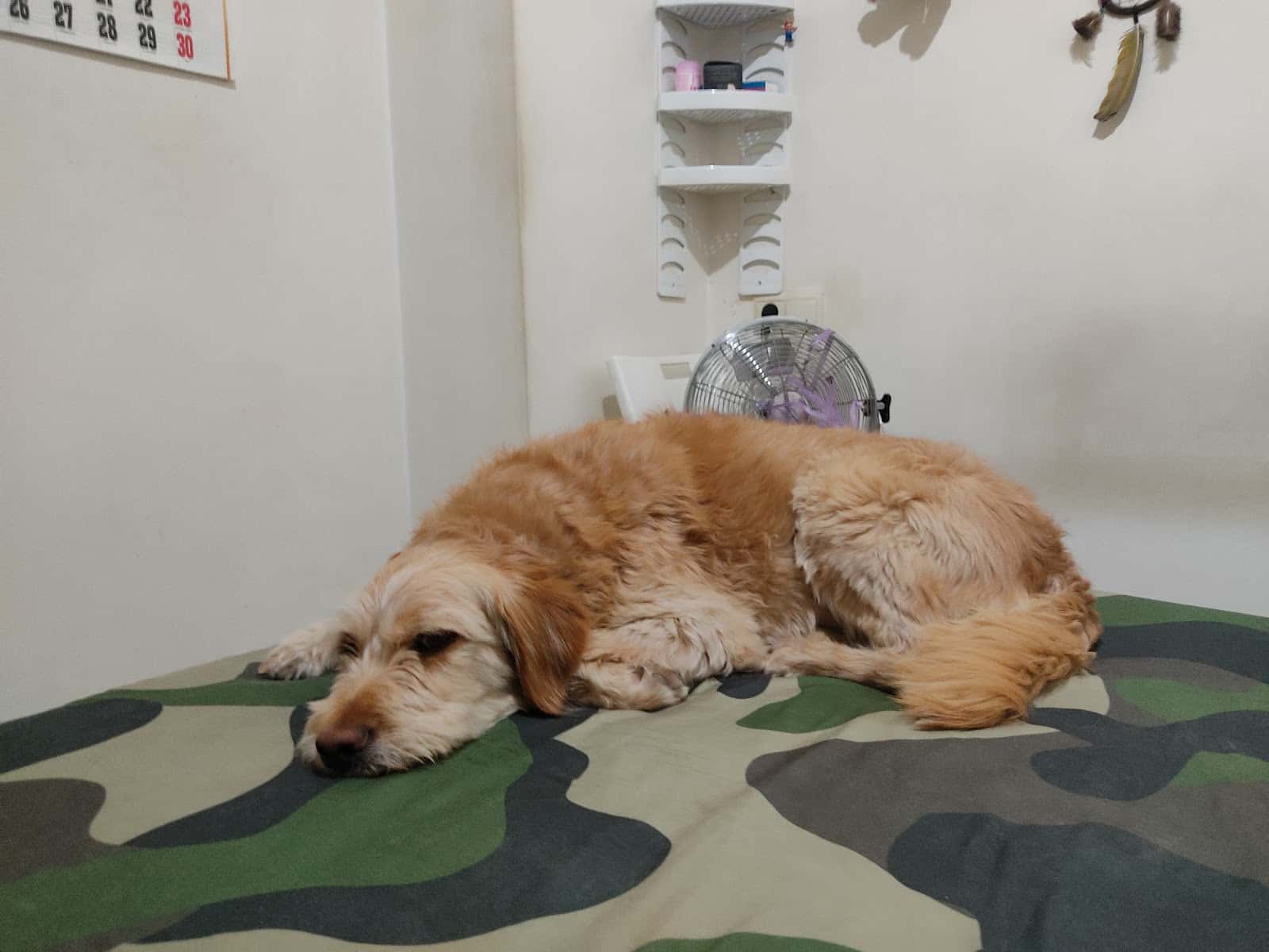 Clinica Veterinaria Santiago Cortés