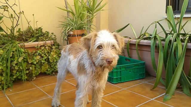 clinica veterinaria huetor vega