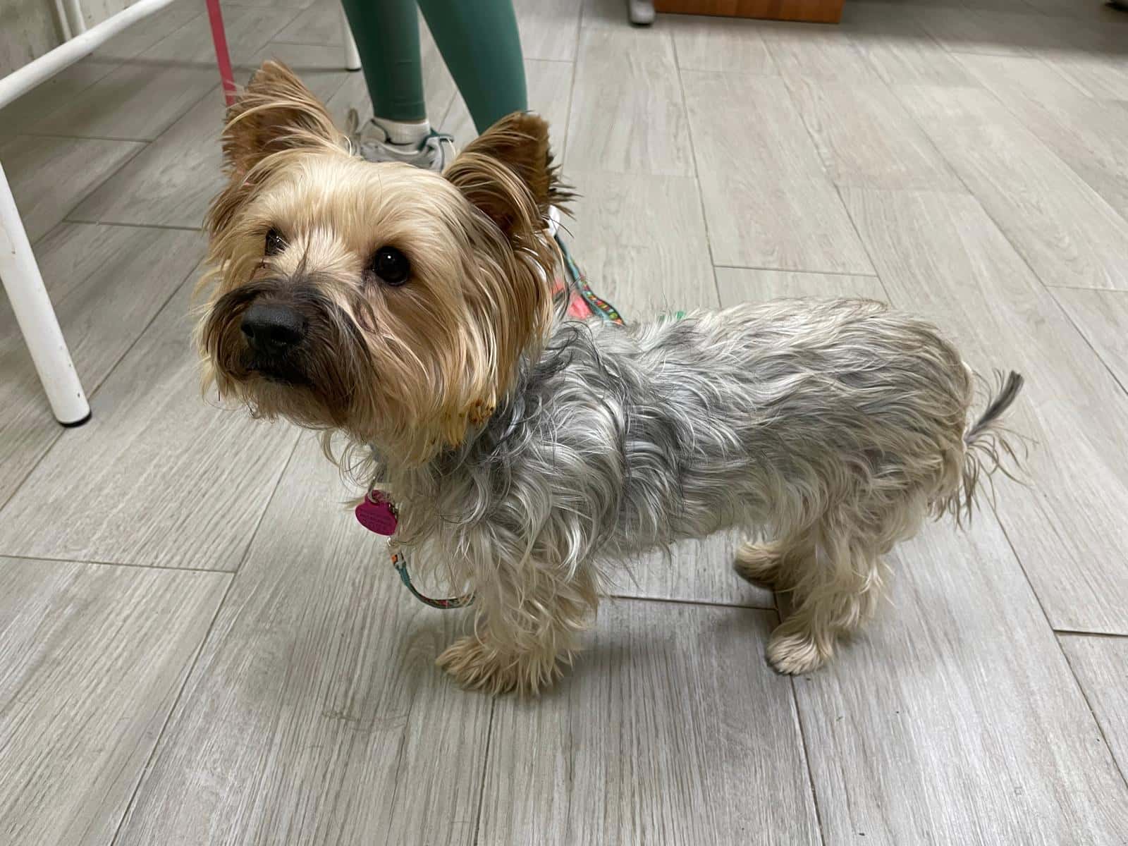 Clínica veterinaria Guadix Norte