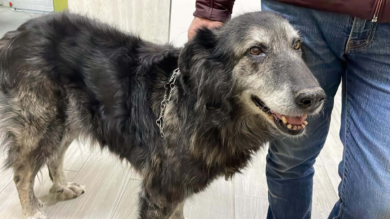 Clínica veterinaria Guadix Norte