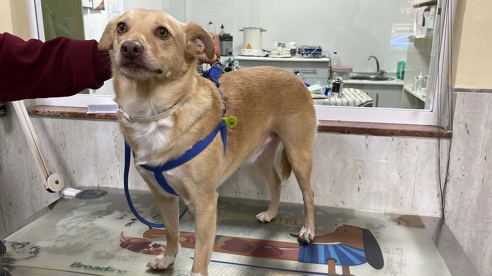 Clínica veterinaria Guadix Norte