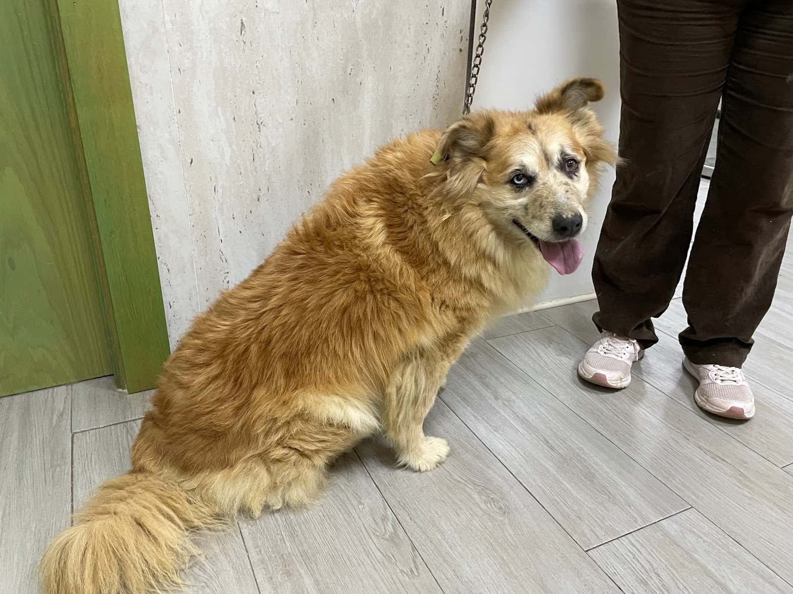 Clínica veterinaria Guadix Norte
