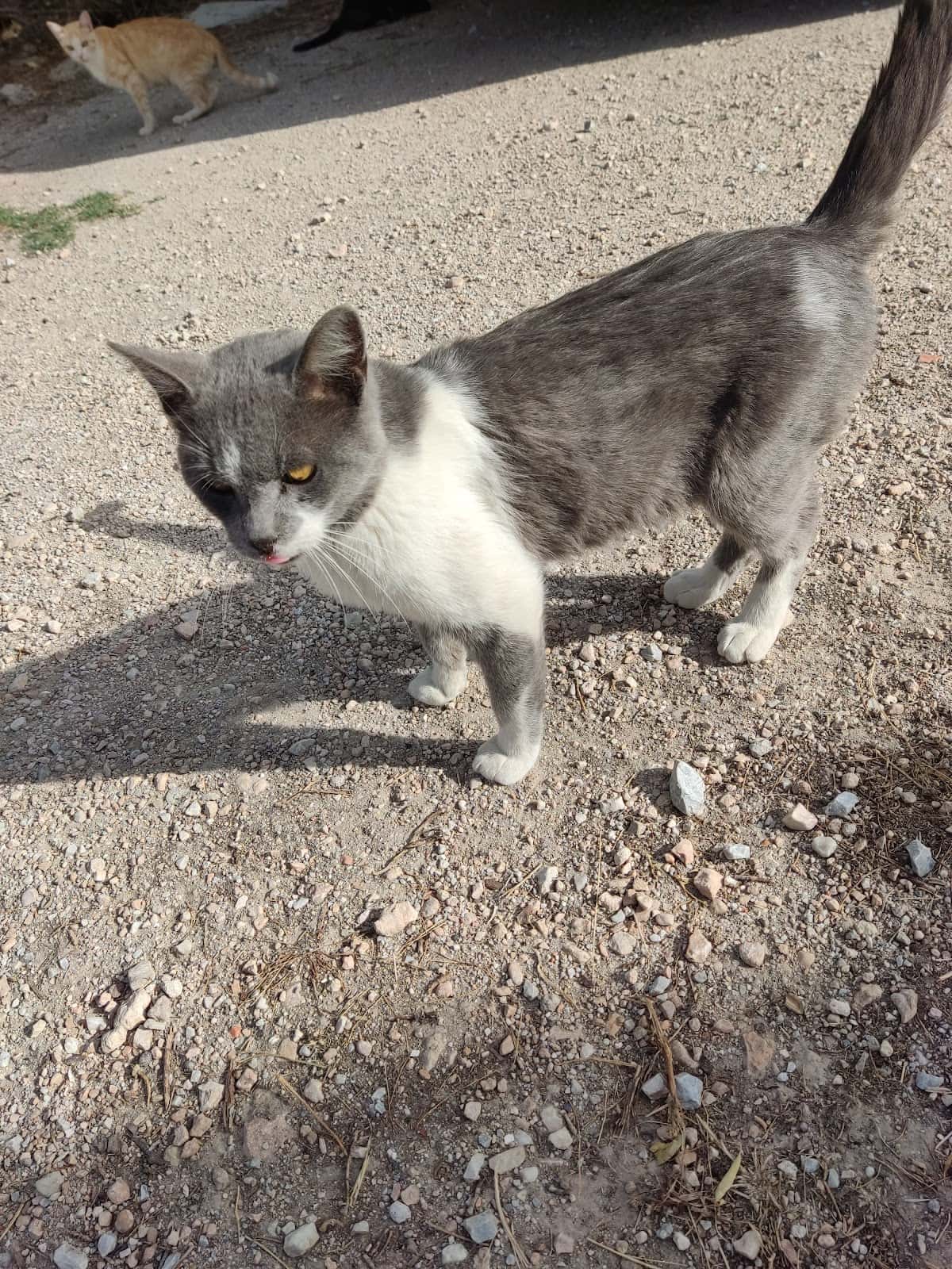 gessa animal s l veterinario centro en huescar en granada principalImage ADOPTA Sitios Pet Friendly