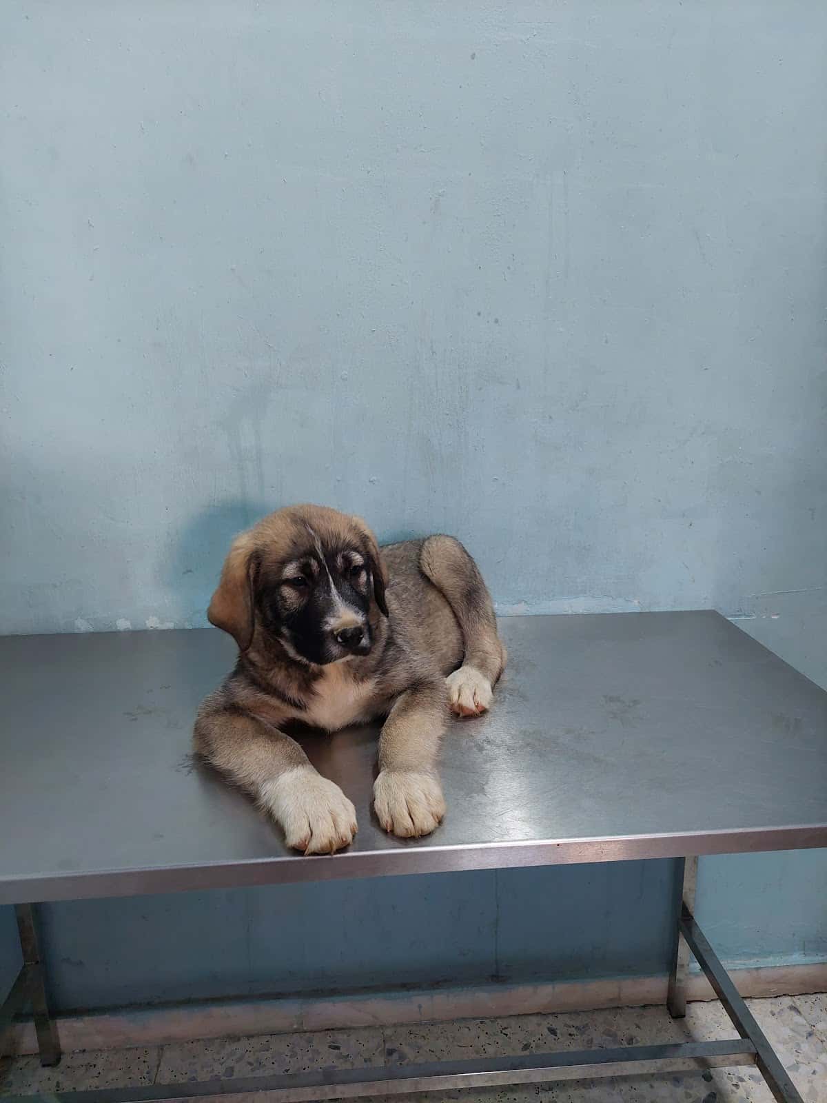 Centro Veterinario Sierra Nevada
