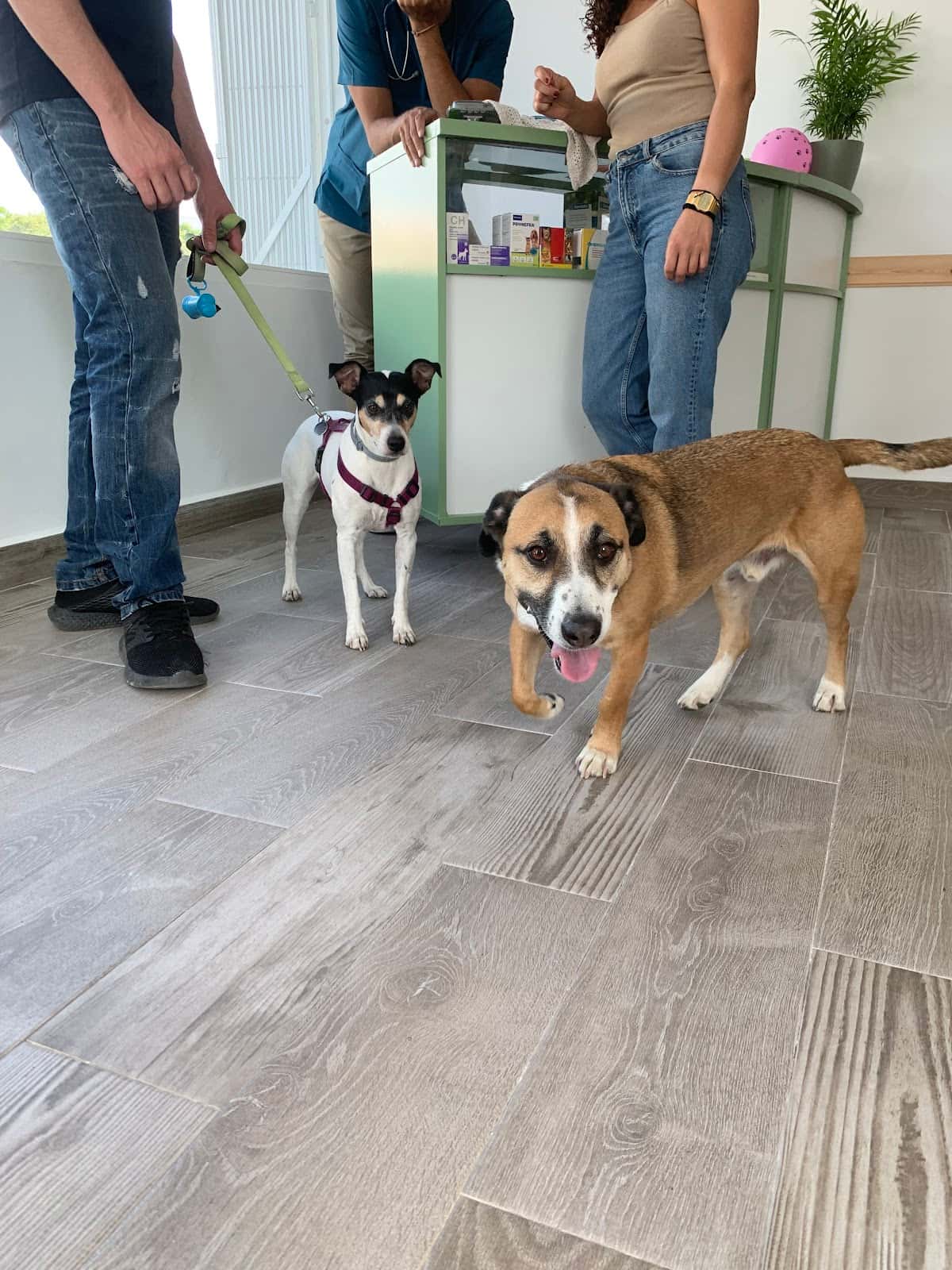 Centro Veterinario Nevada
