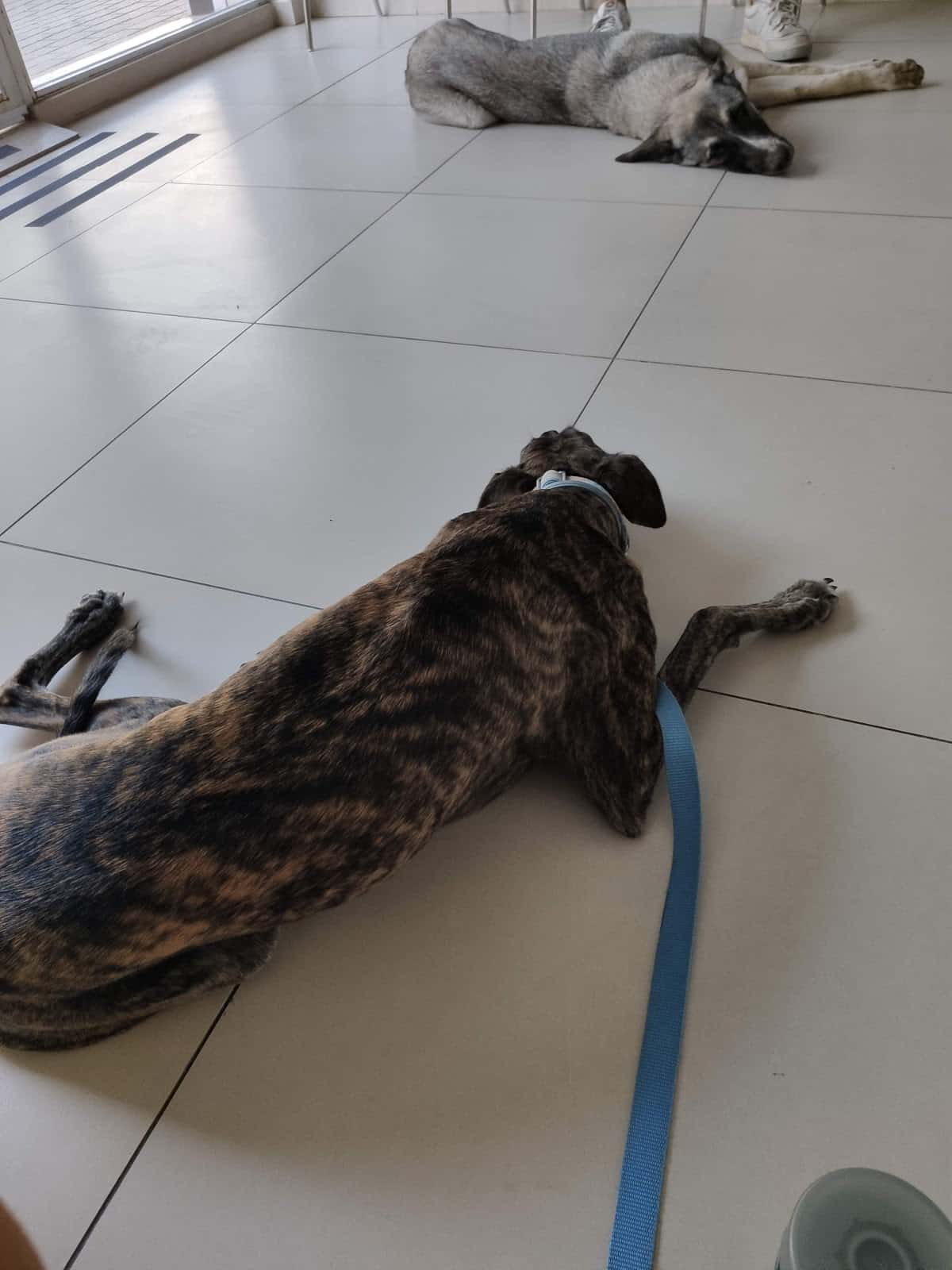 CENTRO VETERINARIO VÉLEZ