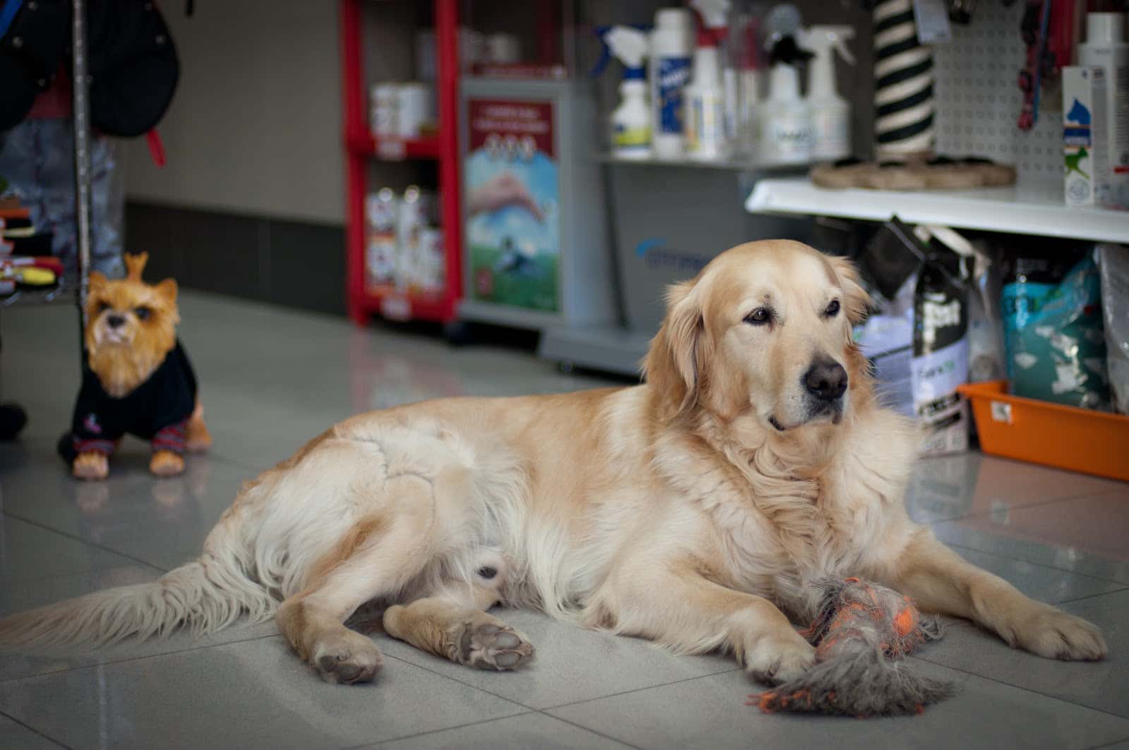 Clinica Veterinaria Canisur