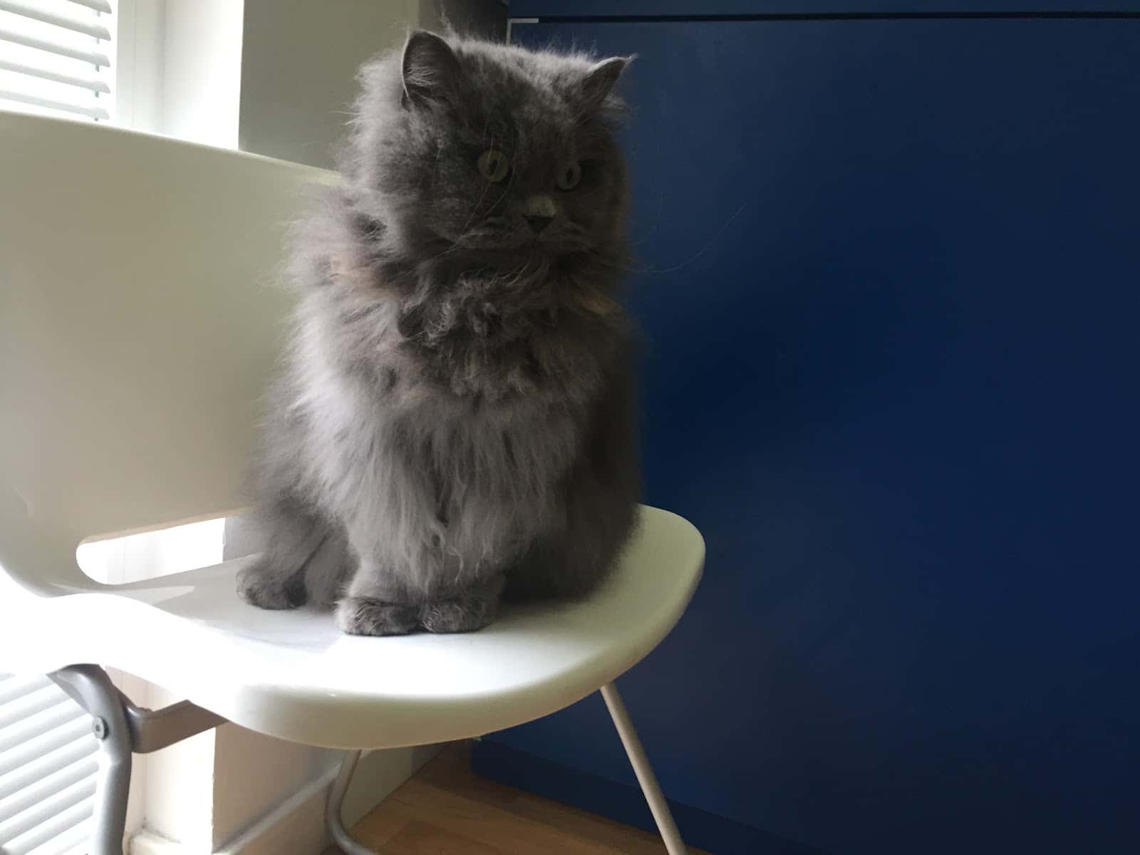 Clínica Veterinaria Talismán