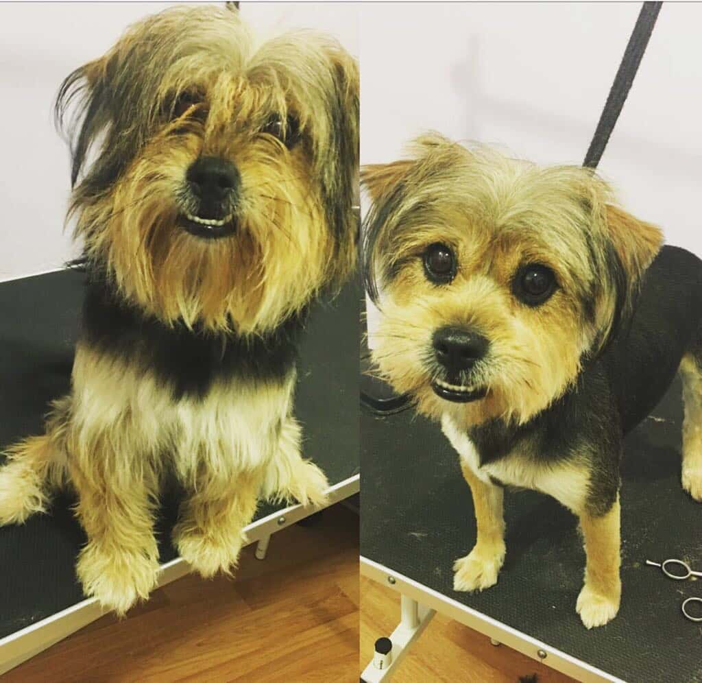Clínica Veterinaria Talismán
