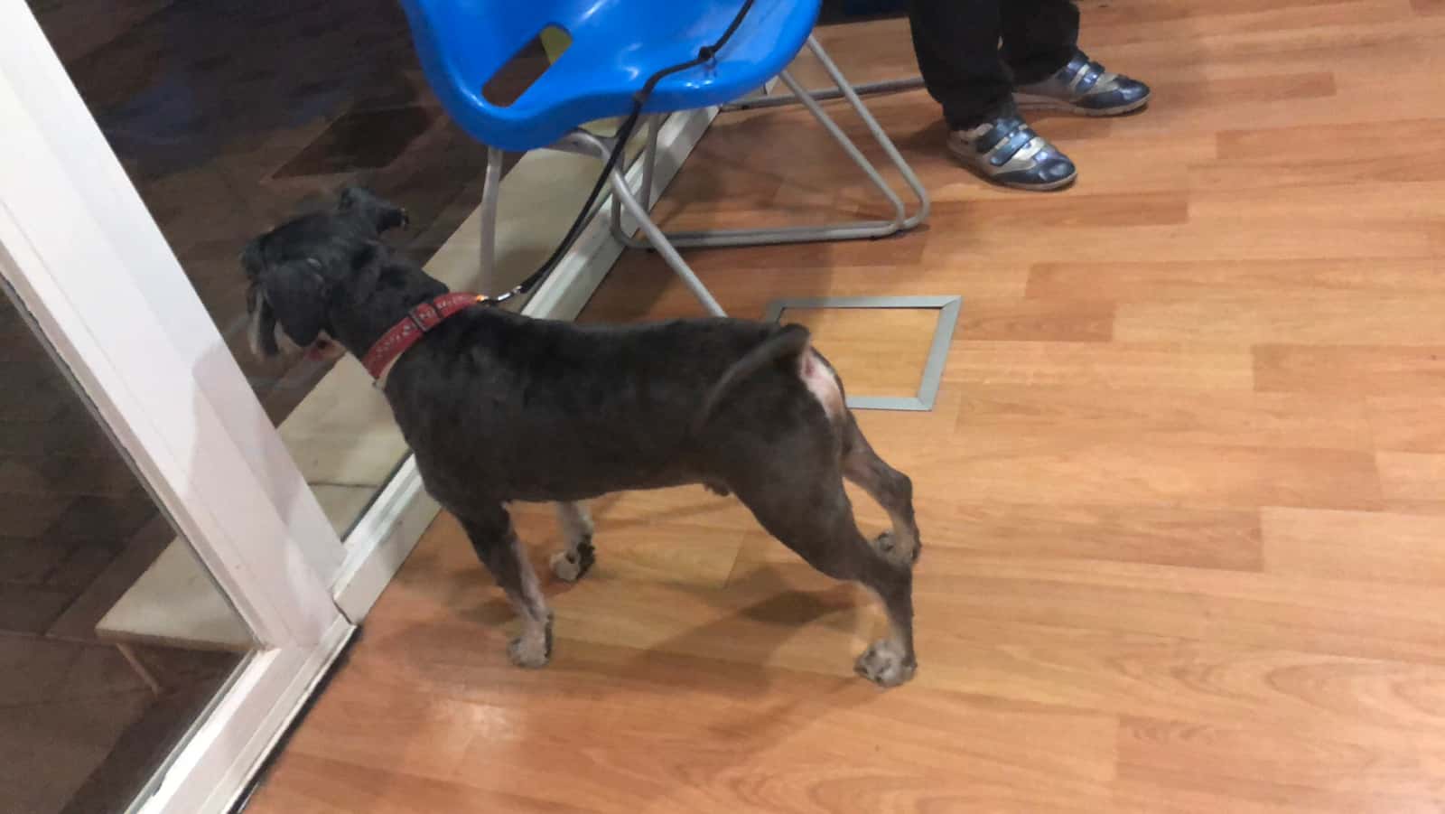 Clínica Veterinaria Talismán