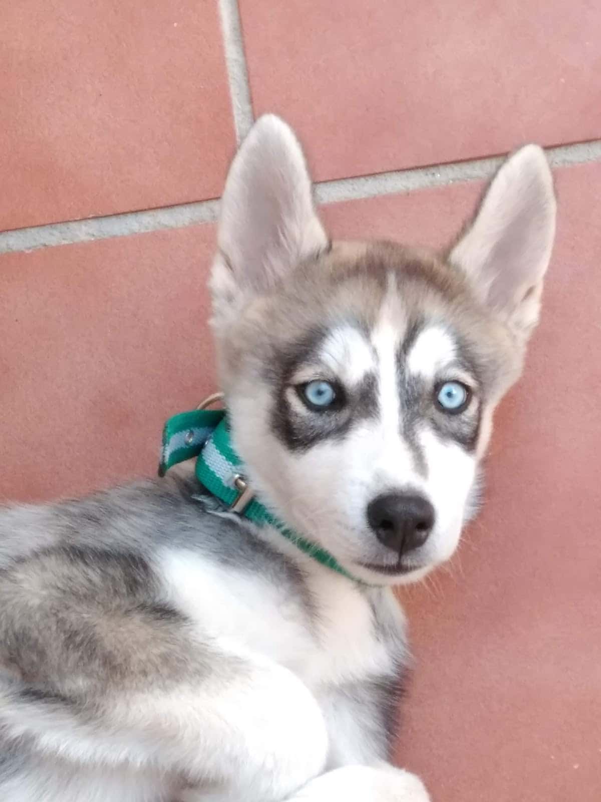 Clinica Veterinaria Huétor-Tájar