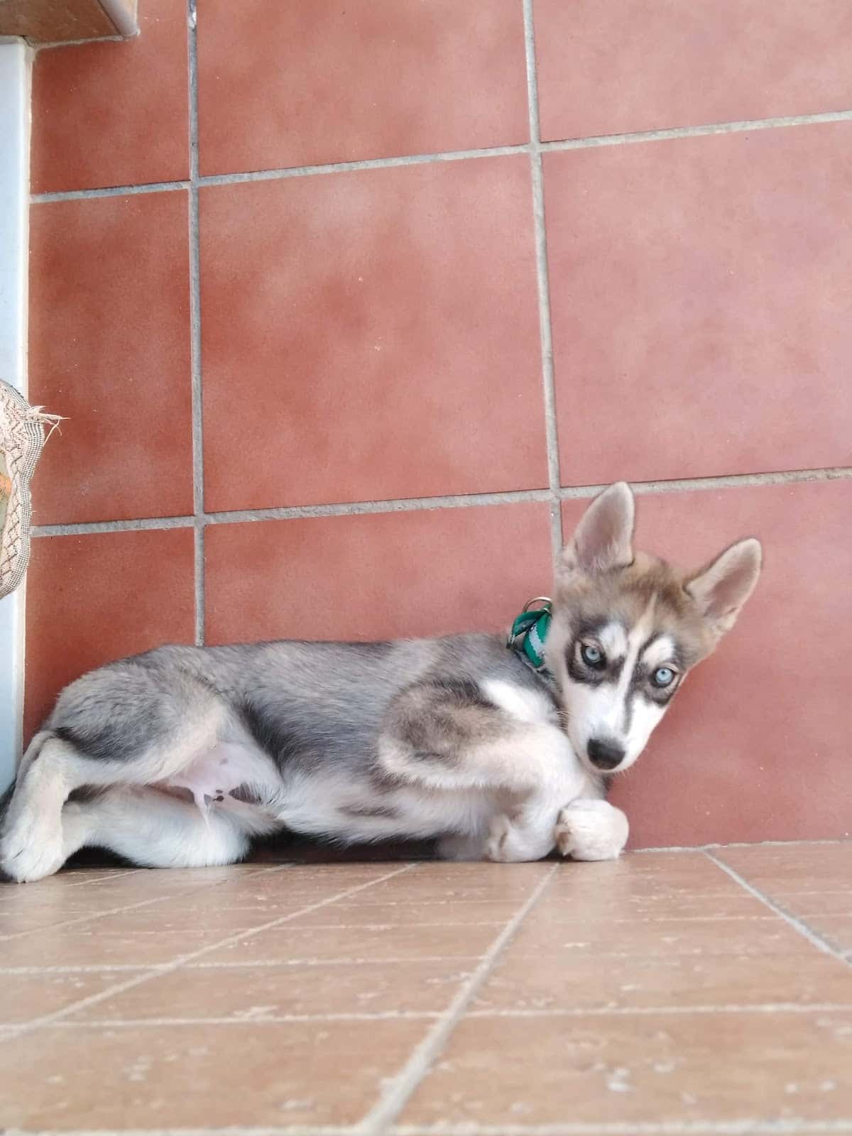 Clinica Veterinaria Huétor-Tájar